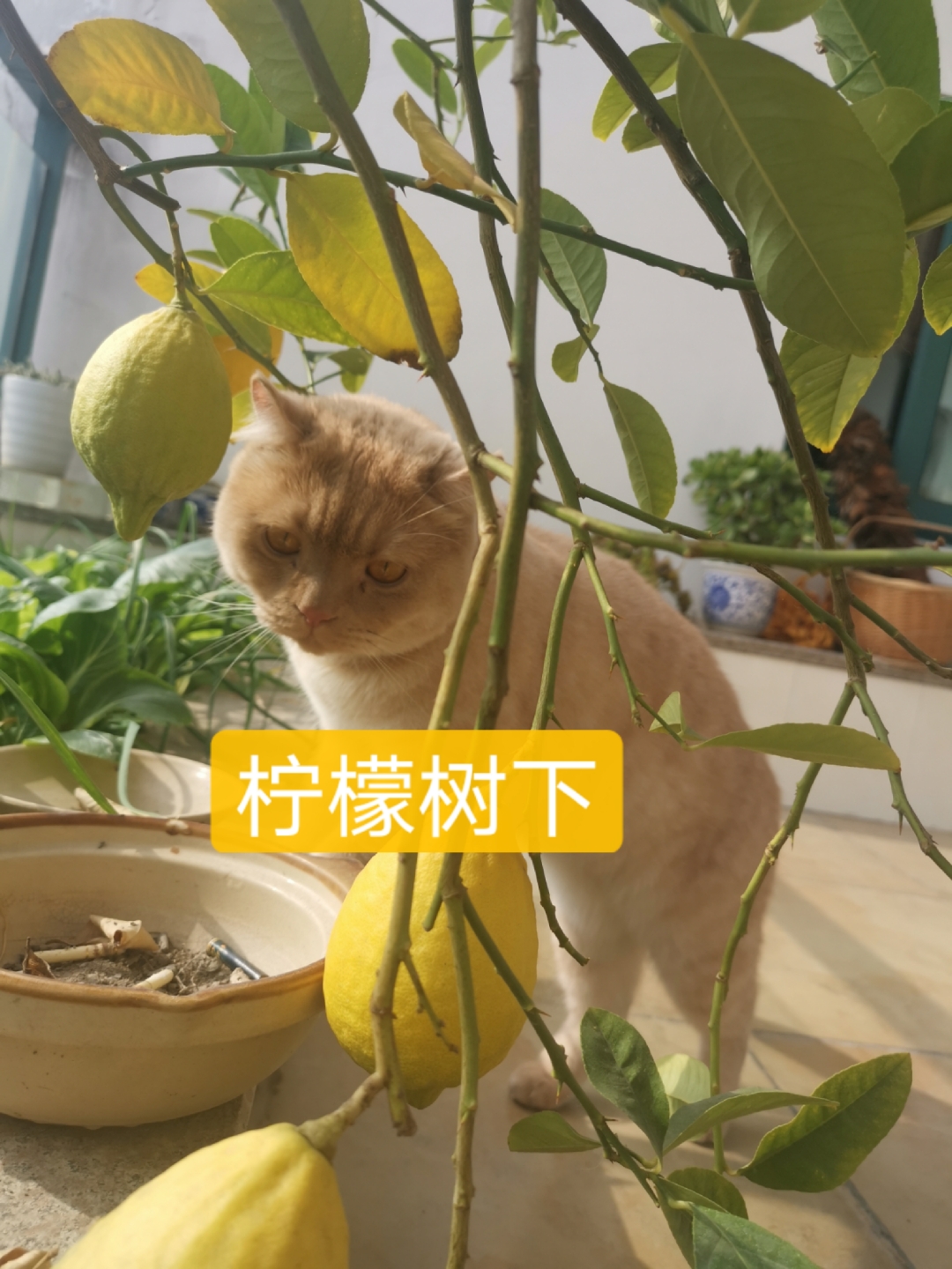 哈哈哈哈 柠檬树下 你和我 江江小猫咪浏览:21收藏:0支持:0上传时间