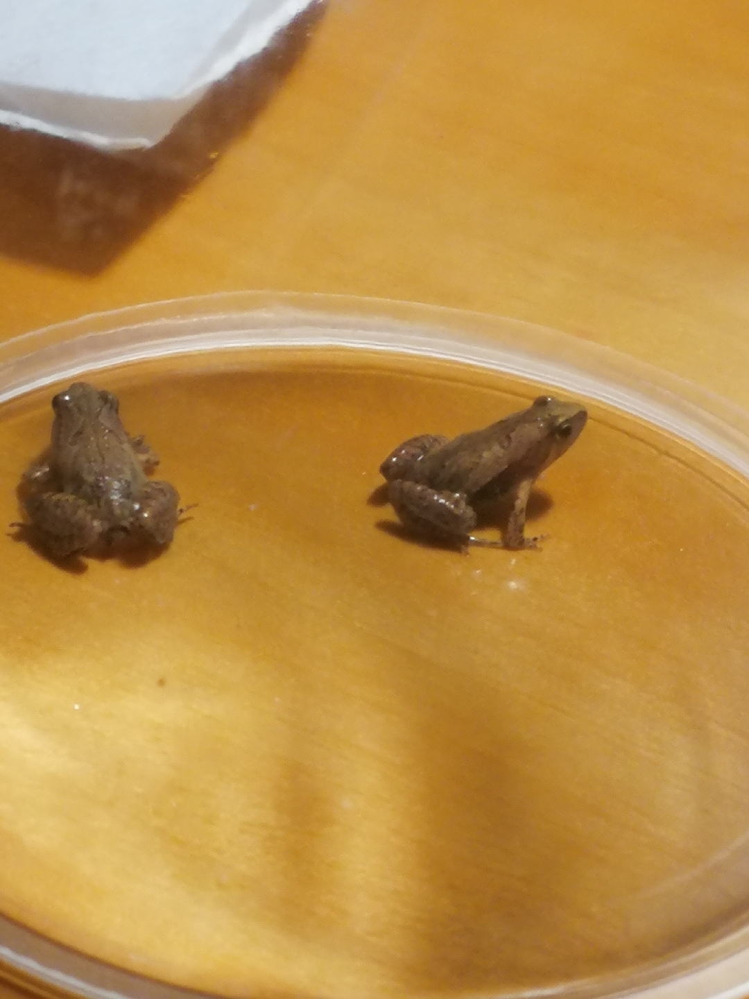 饰纹姬蛙幼蛙 很小,只有一厘米