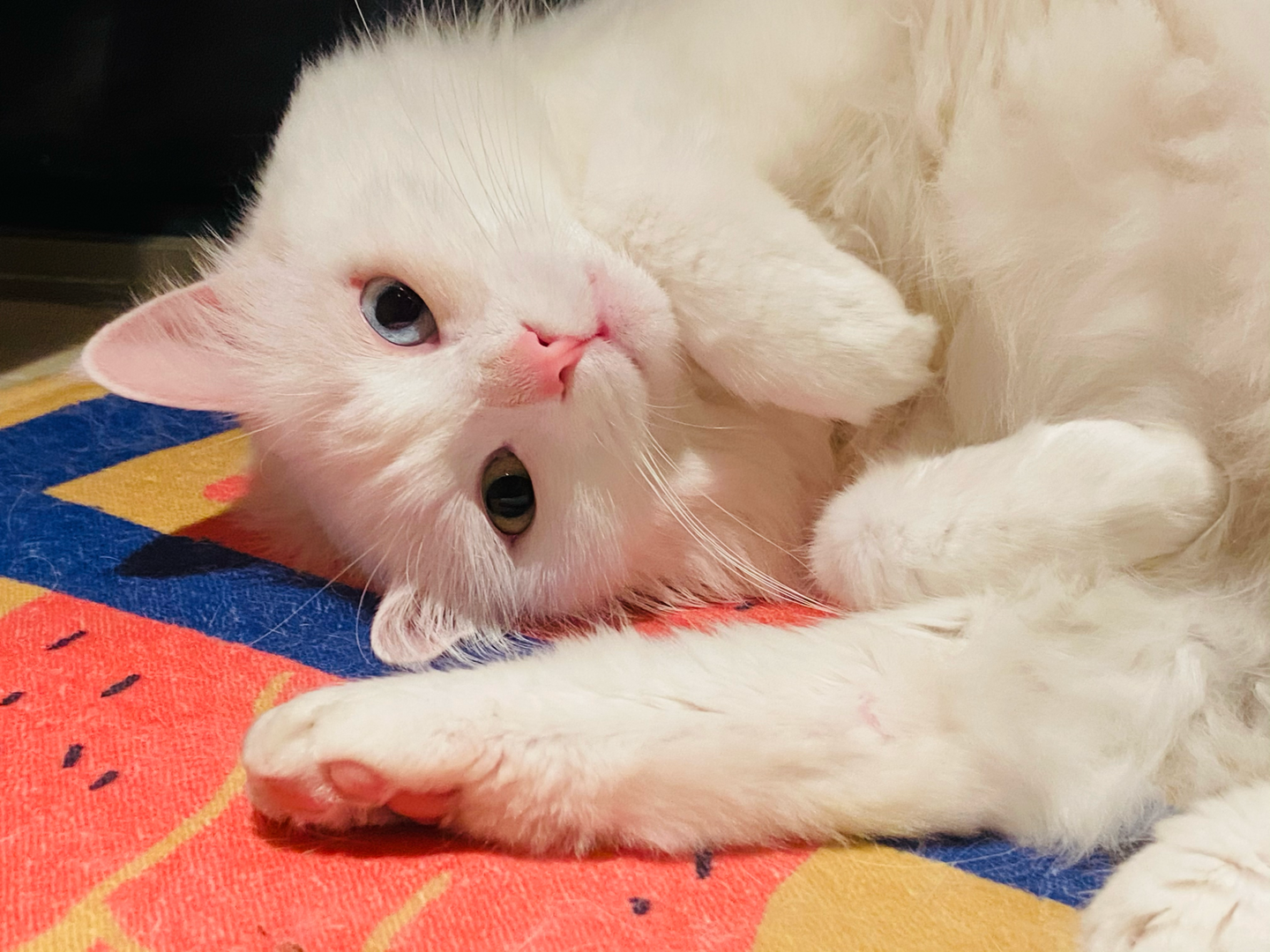 饭团小夫妻 _ 哔哩哔哩相簿