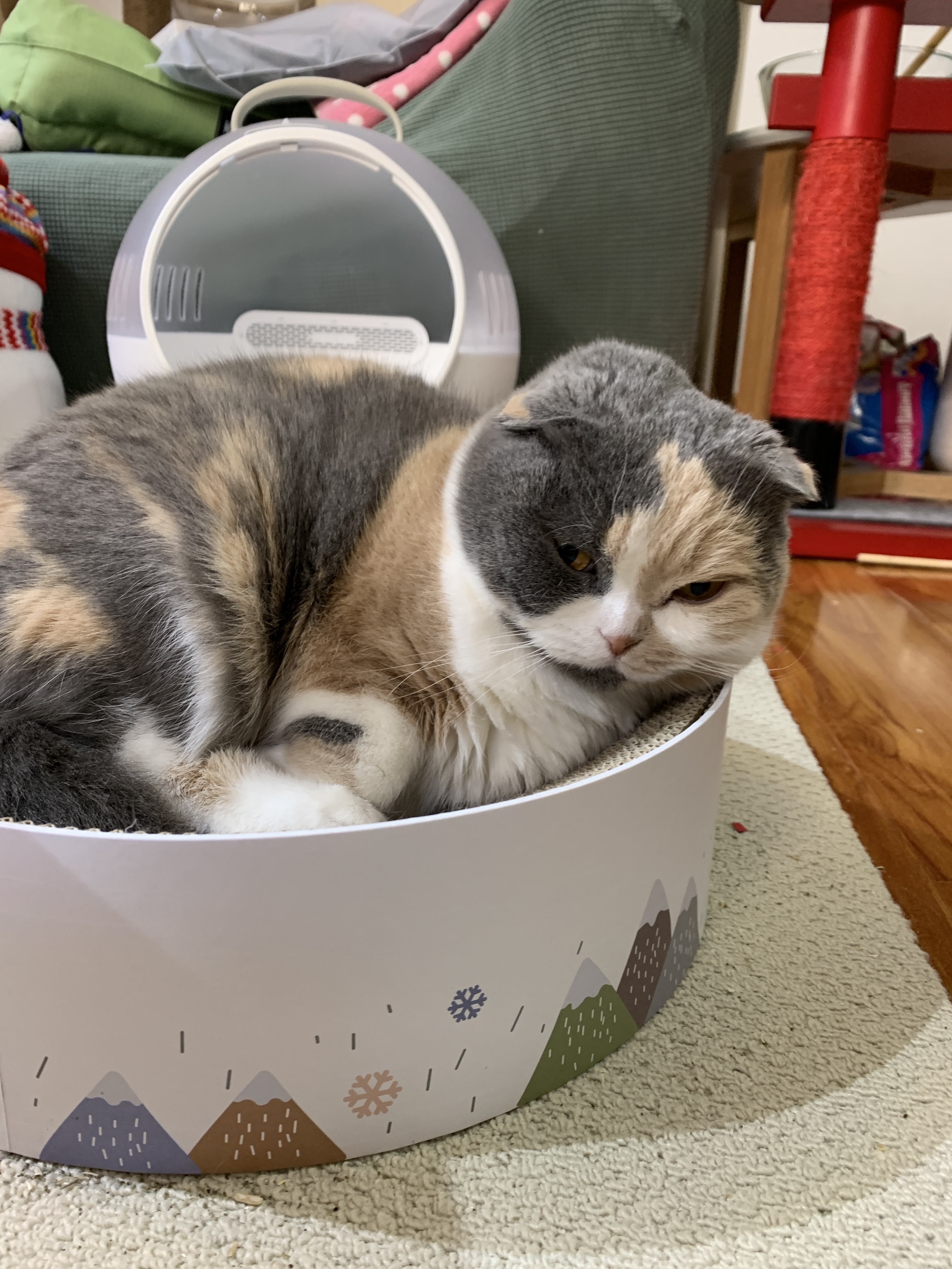 哔哩哔哩相簿,绘你所想,拍你所爱