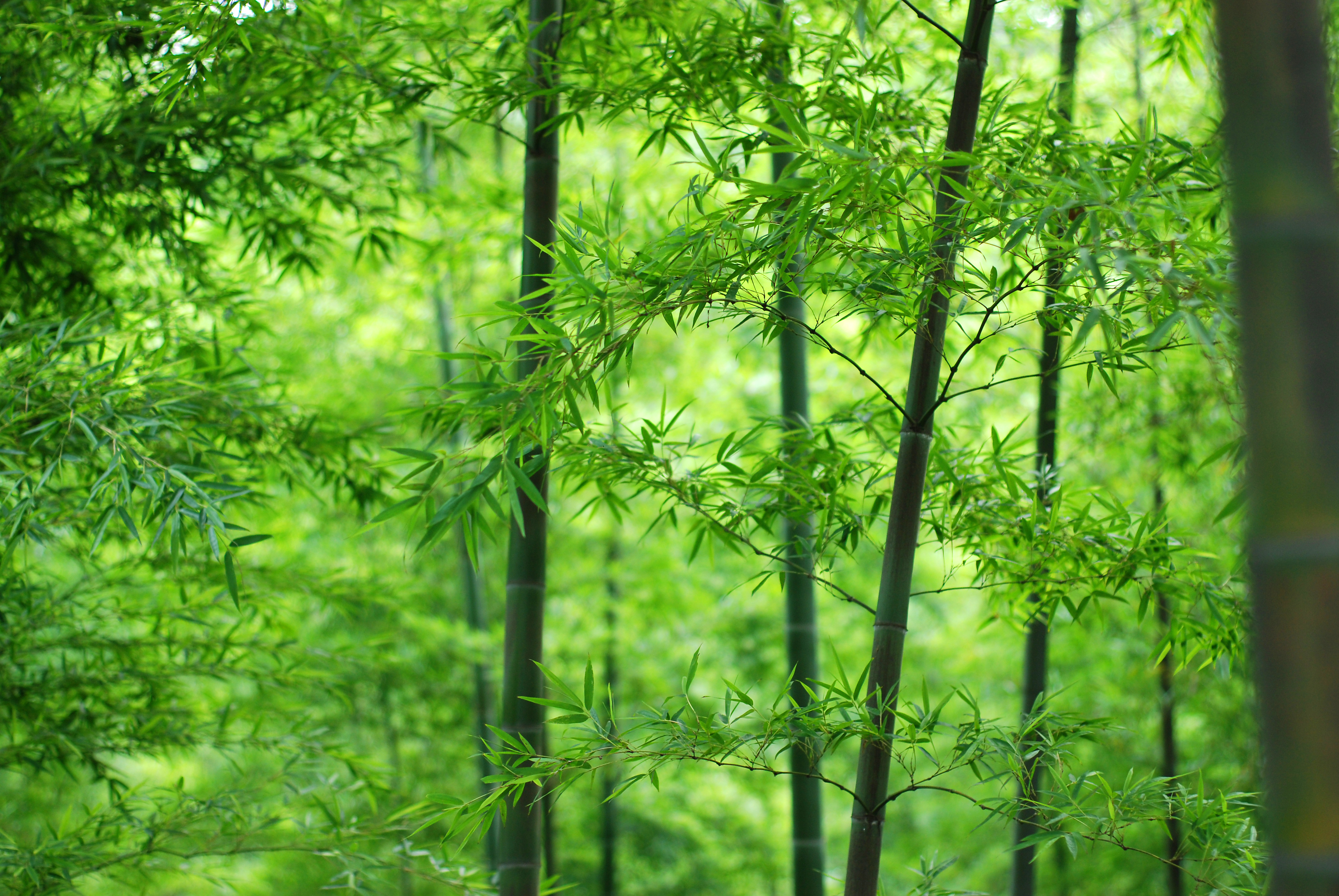 超清全屏壁纸 百搭 高清集 电脑桌面专用 #11923