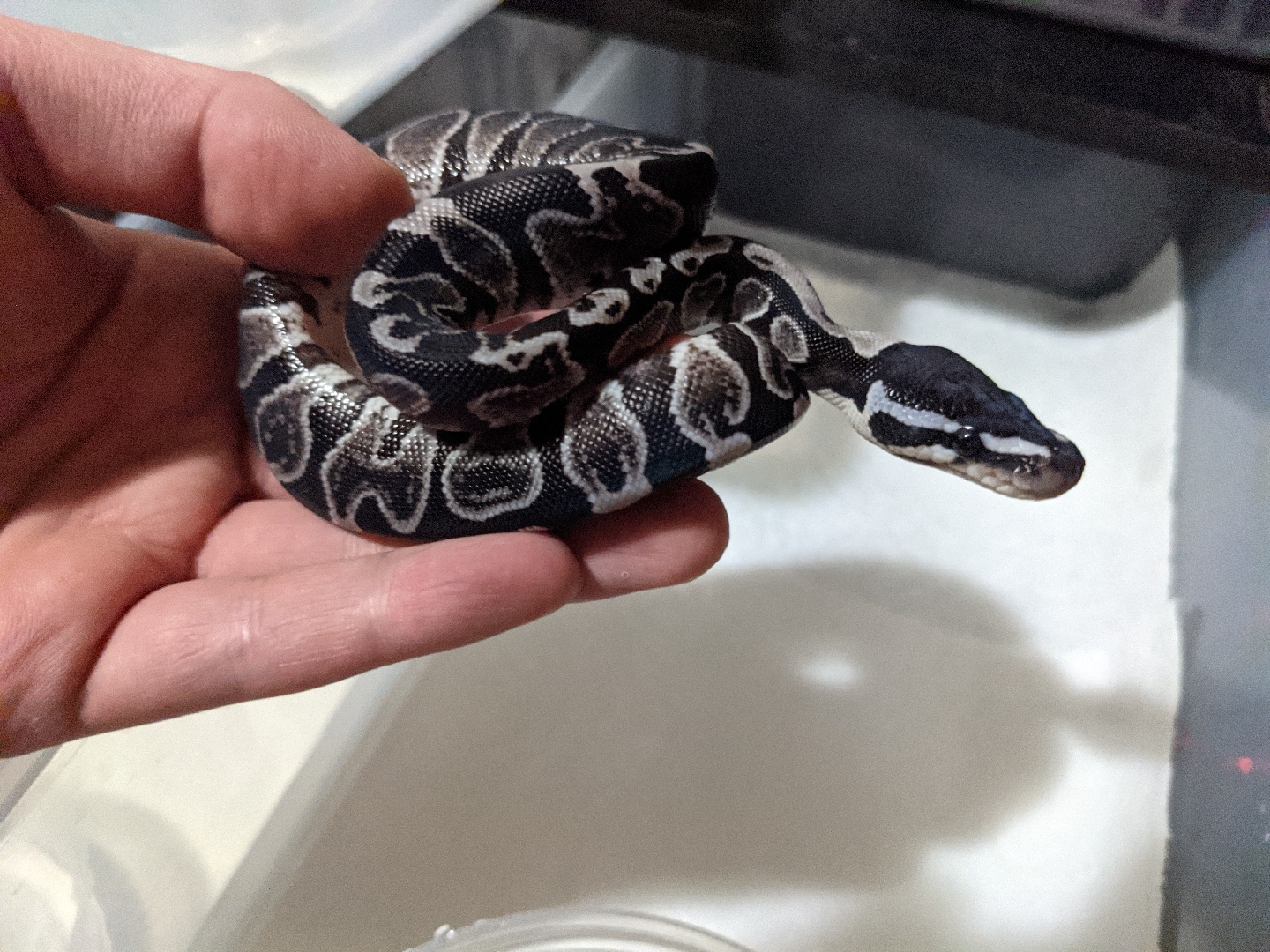 三条新的ghi球蟒,为今年的运气不好买单浏览:1.