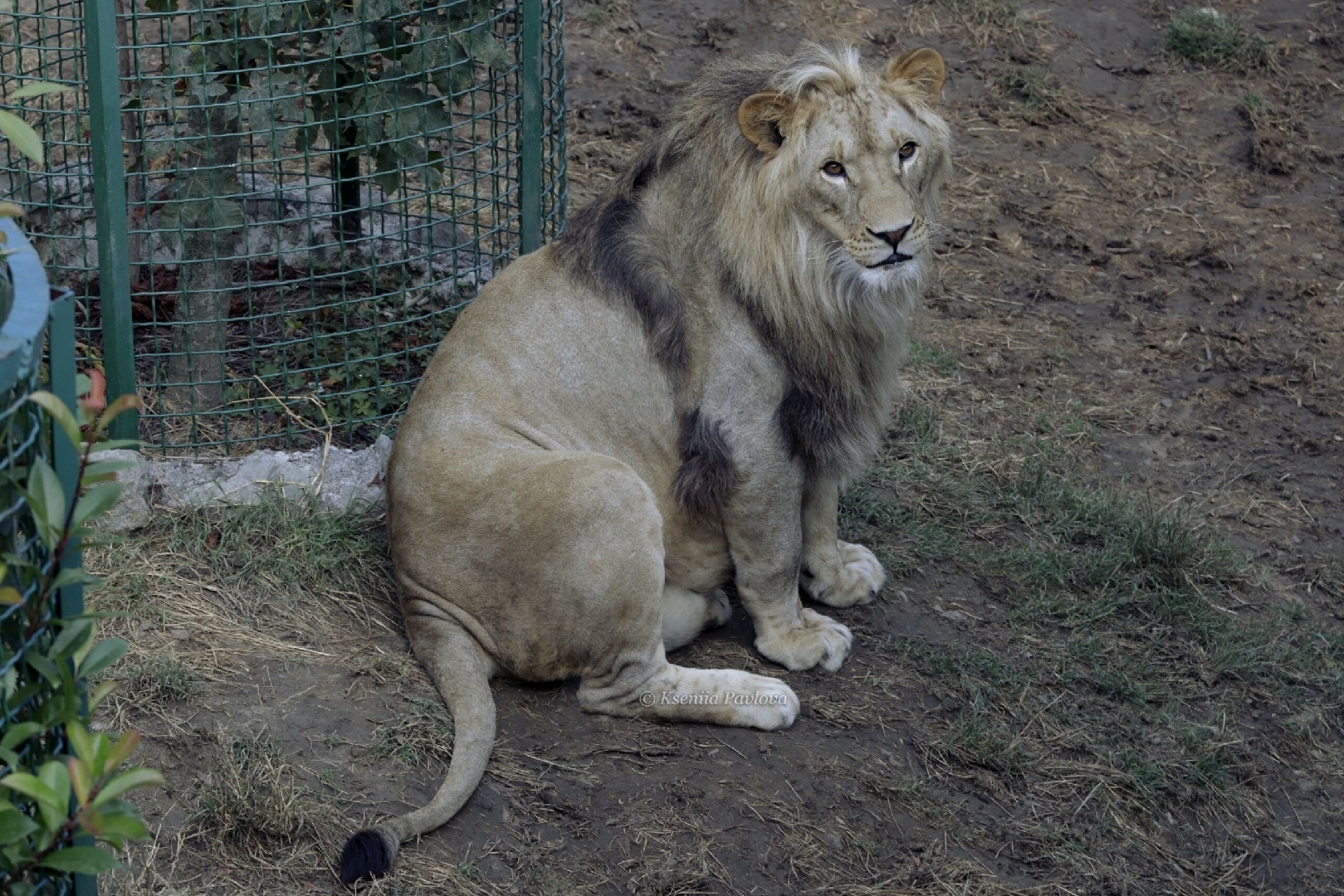 克里米亚野生动物园# 辛巴是个传奇 它的脸和身子各长各的[热词系列