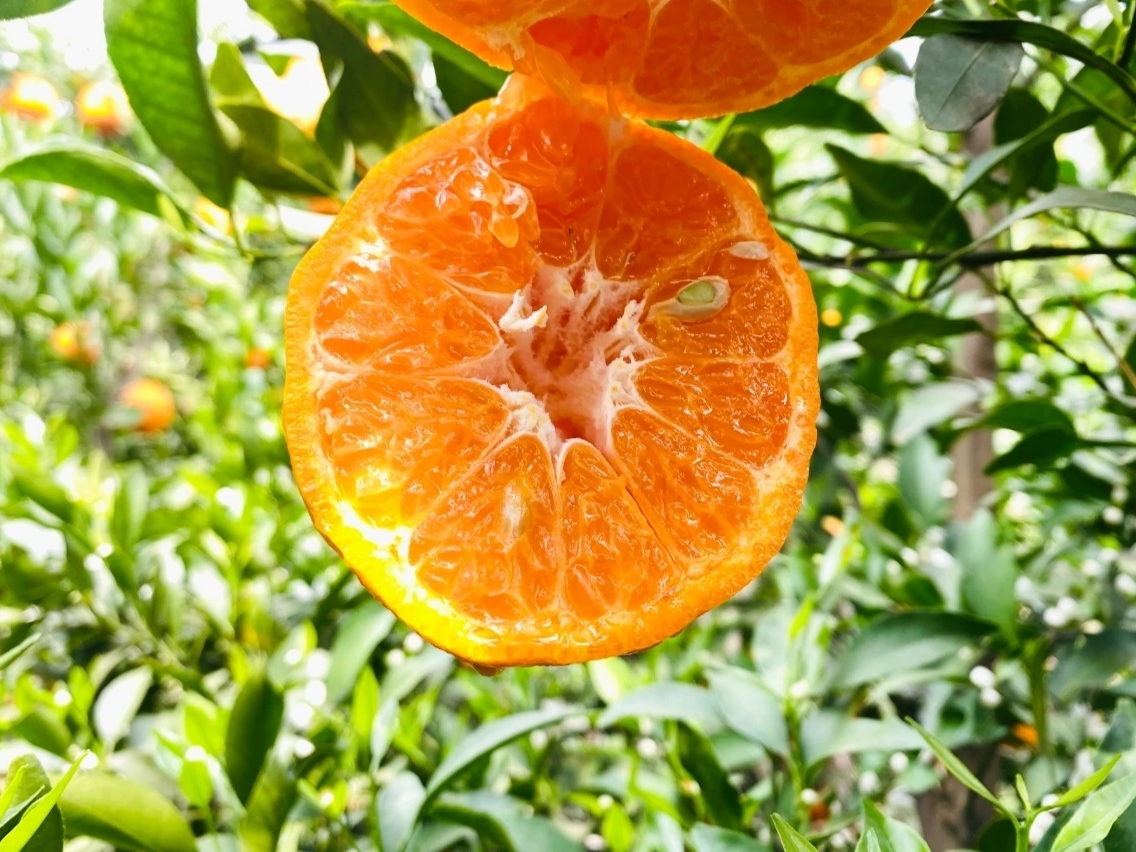 【云南风味晚芦柑5斤装 39 】  云南宾川晚芦柑果型高圆,果肉橙红色