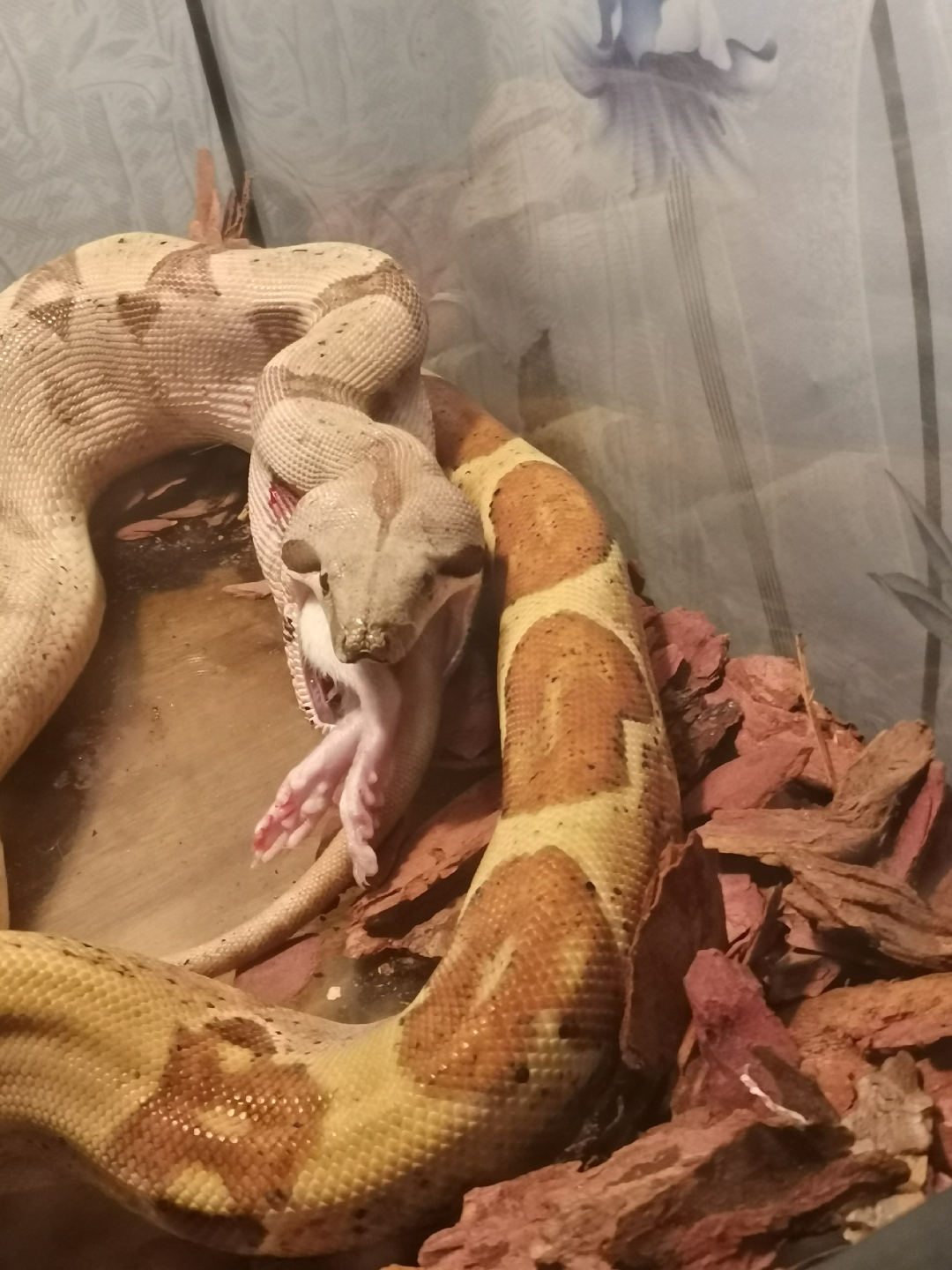 蛇##爬宠##红尾蚺# 给大家表演一个猛蛇吞鼠04浏览:268收藏:0支持