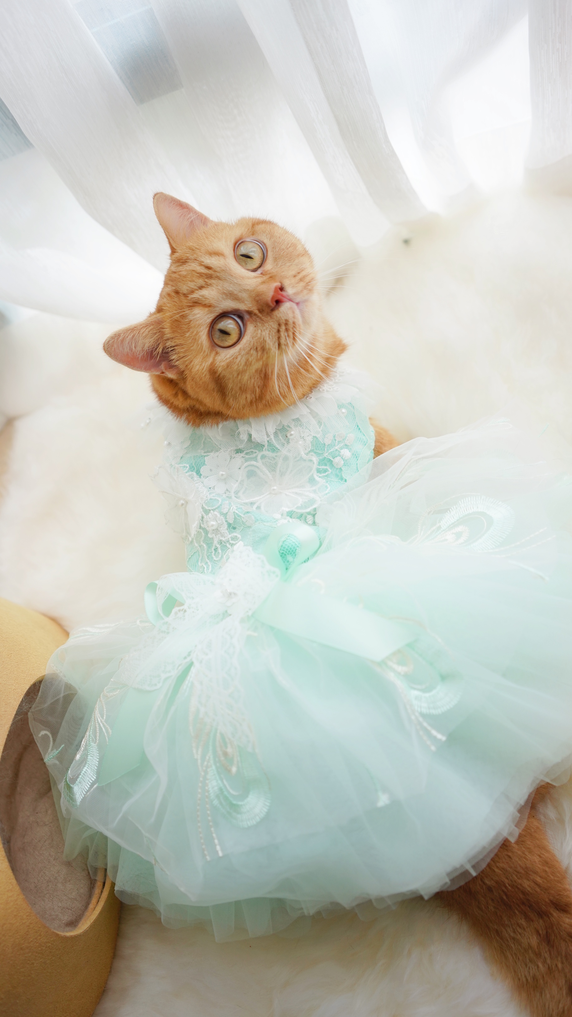 喵来啦_ _ 哔哩哔哩相簿