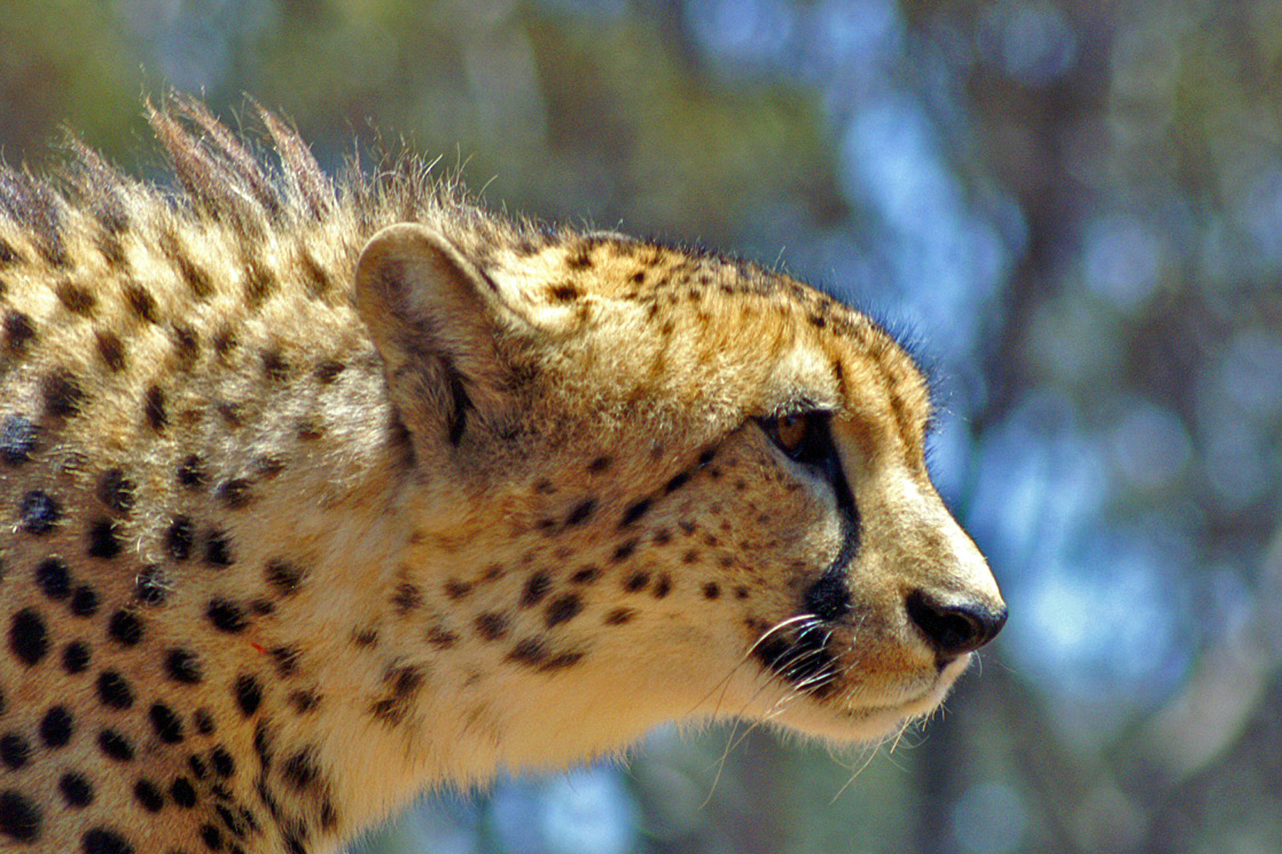 1260555751090728962/photo/1 #每日晚豹##动物圈##非常豹##猎豹#浏览