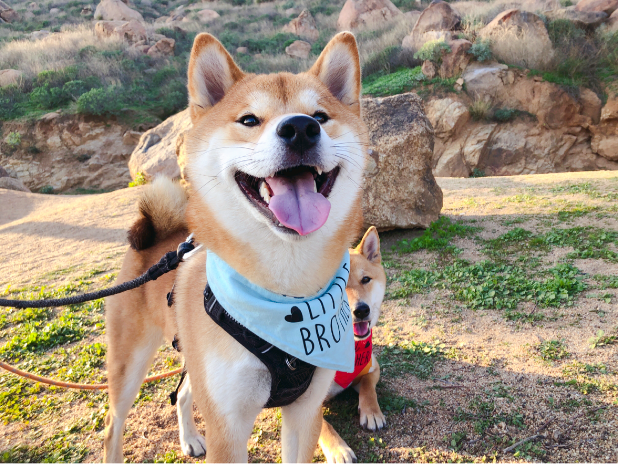 柴犬haki 哔哩哔哩相簿