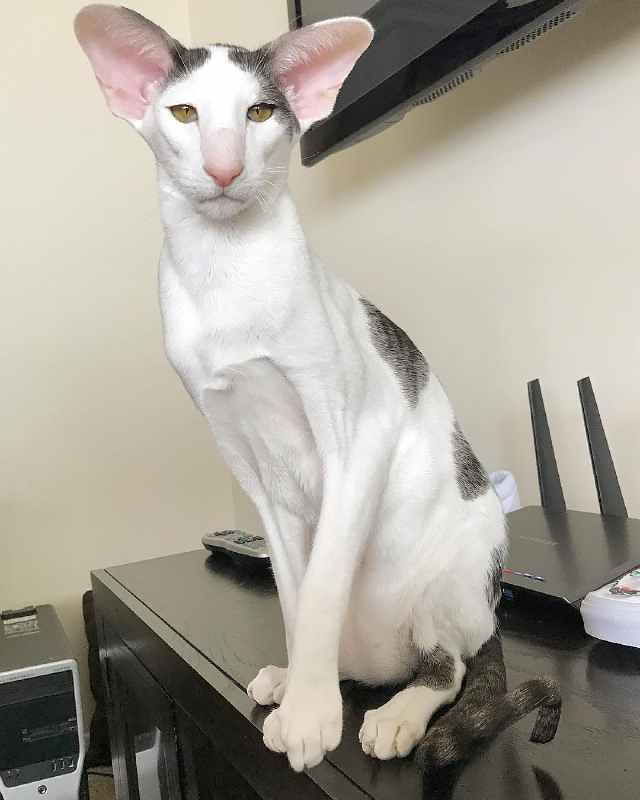 海绵宝宝嘚瑟儿 _ 哔哩哔哩相簿