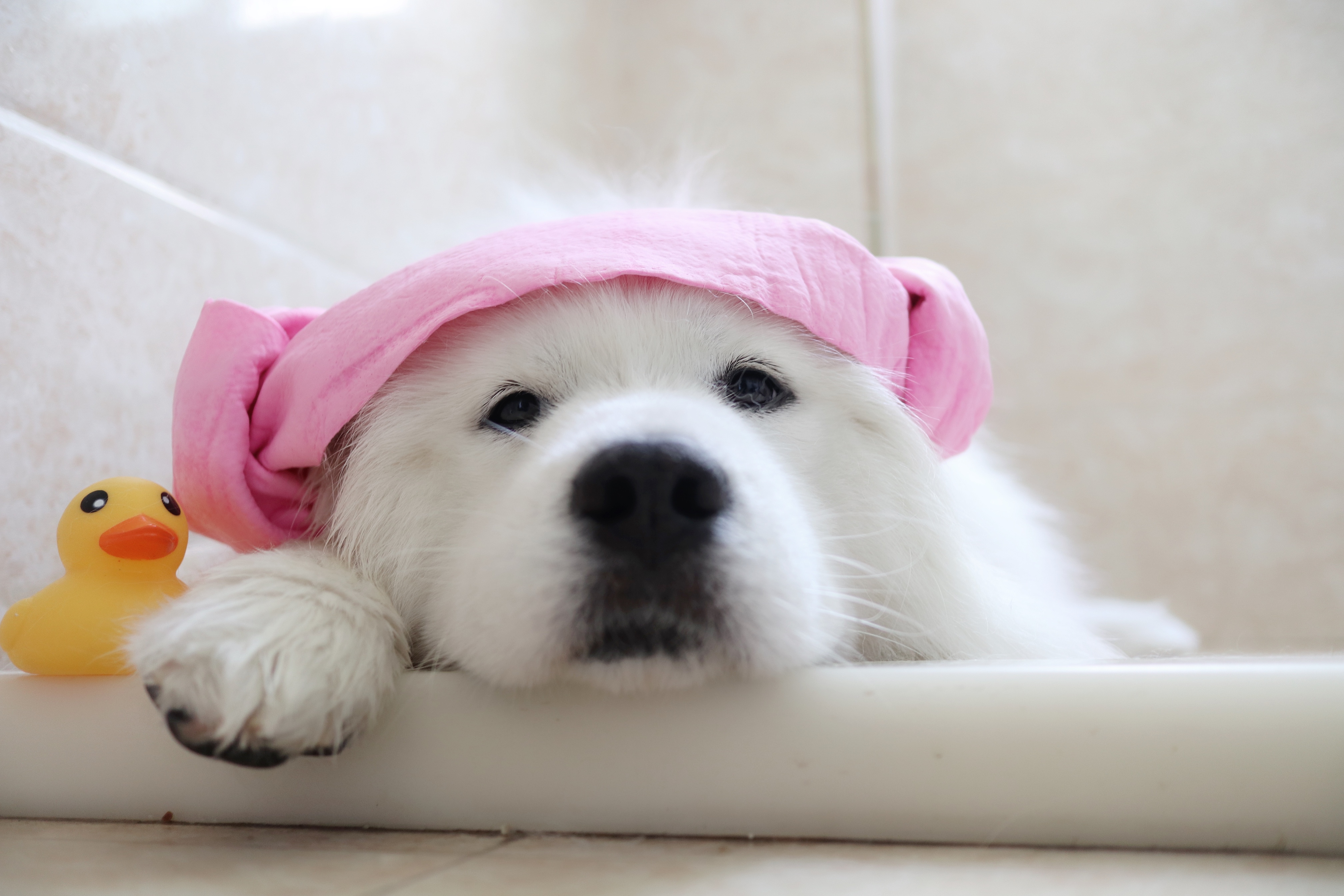 搓澡～累屁～[tv_流泪]#萨摩耶小森森