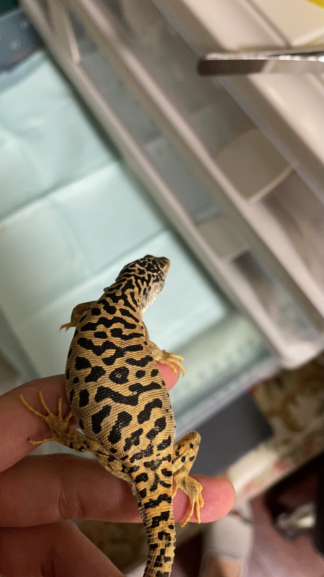 虎纹捷蜥生了八个崽…全都健康,孕母辛苦了浏览:839收藏:0支持:25上传