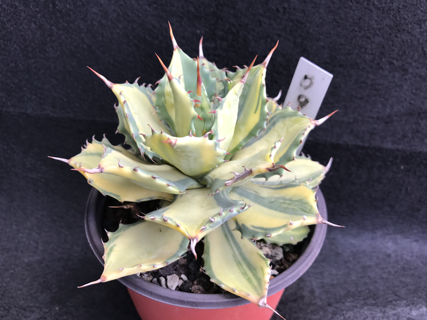 龙舌兰植物#雷神缟中斑(杨贵妃)浏览:13收藏:0支持:0上传时间:2020