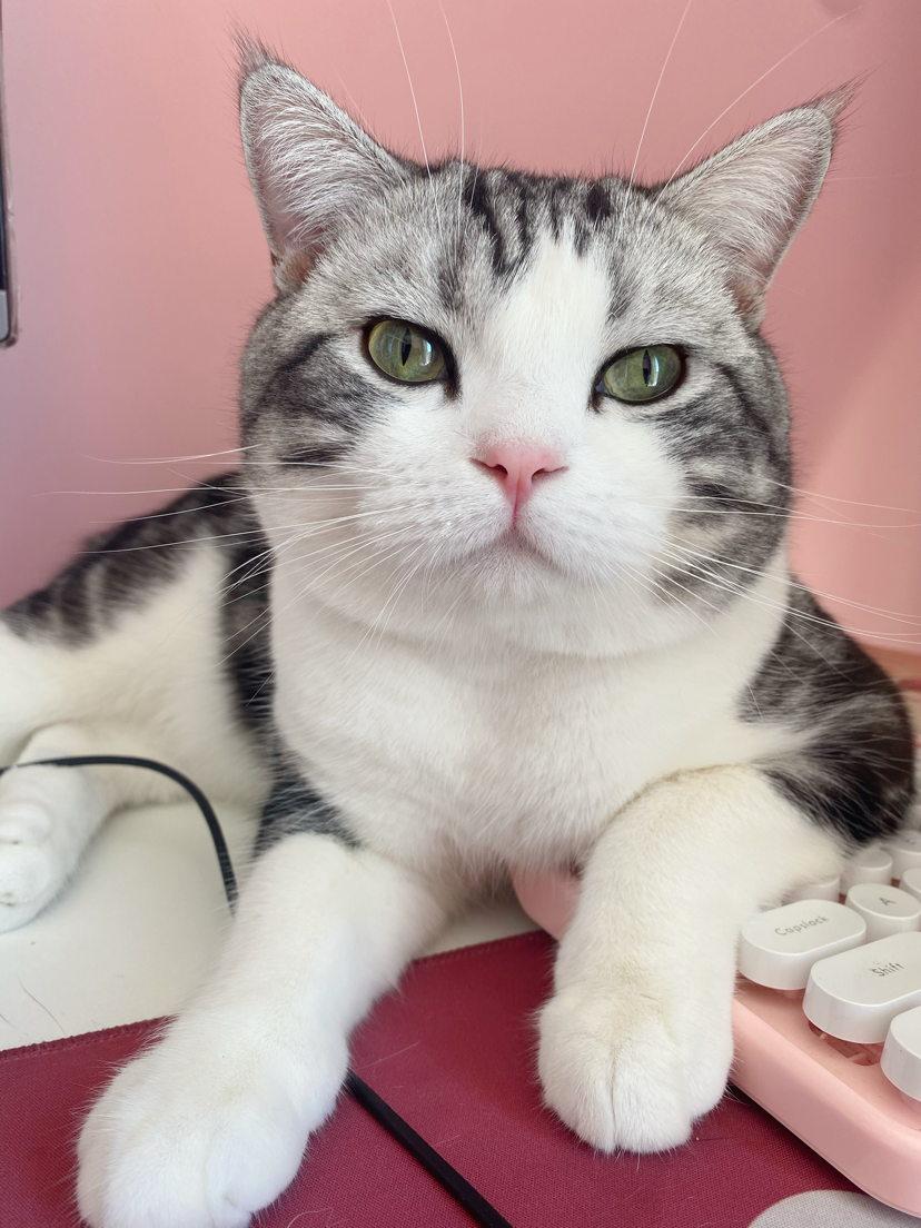 ta 的直播间闲置中小猫在线给主人卖萌,快来泰哥是只小暖猫0ta 的小