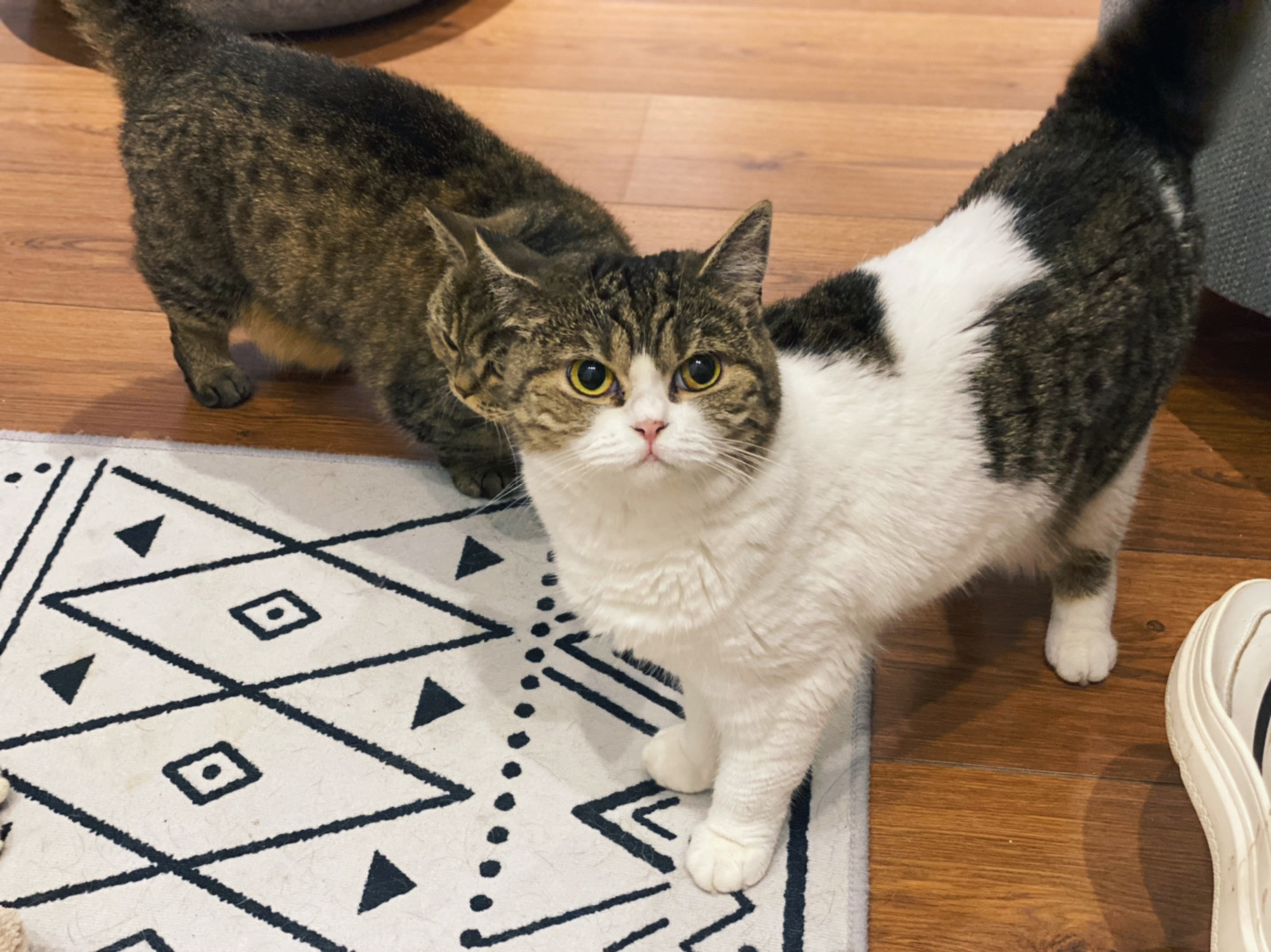 李喜猫 _ 哔哩哔哩相簿