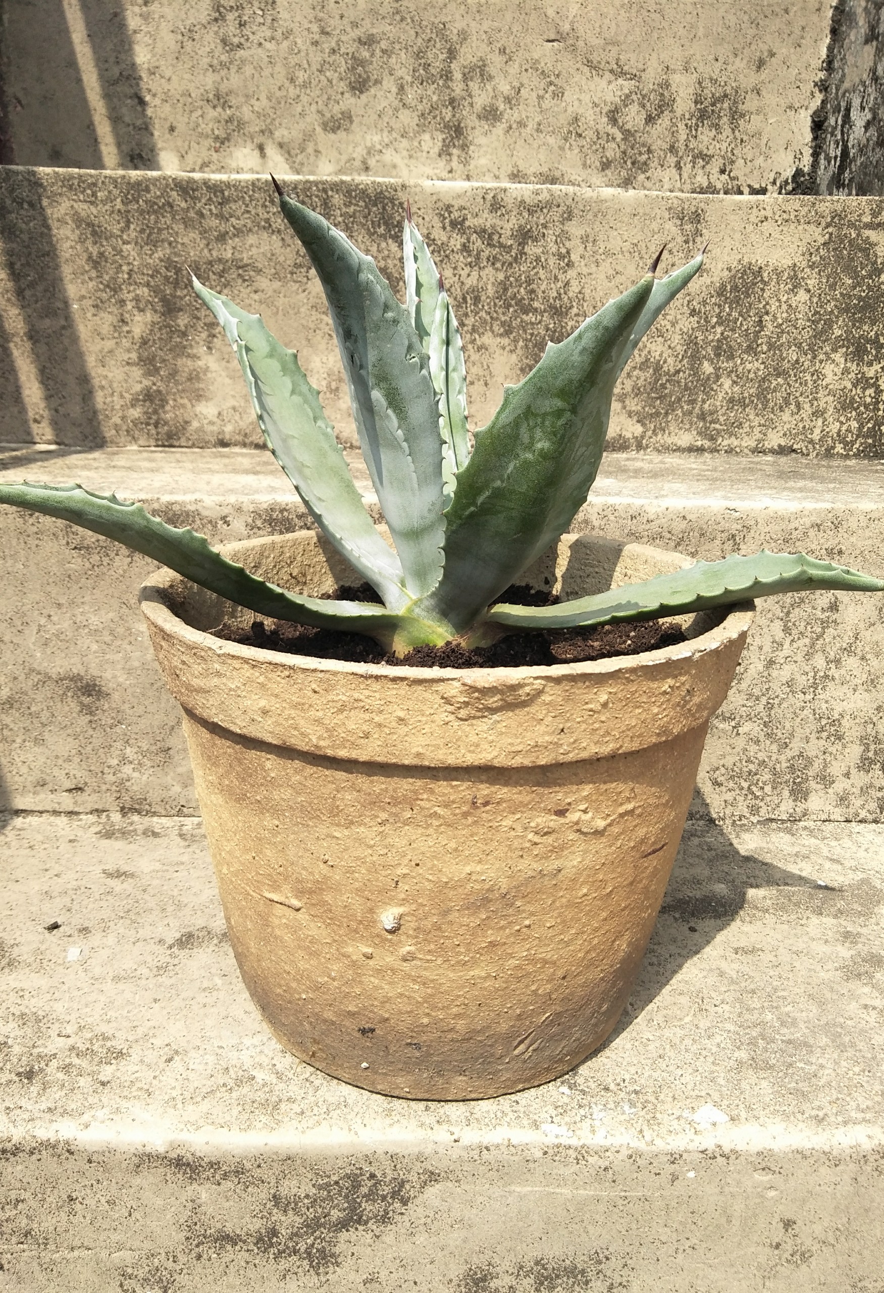 龙舌兰##多肉植物#青龙