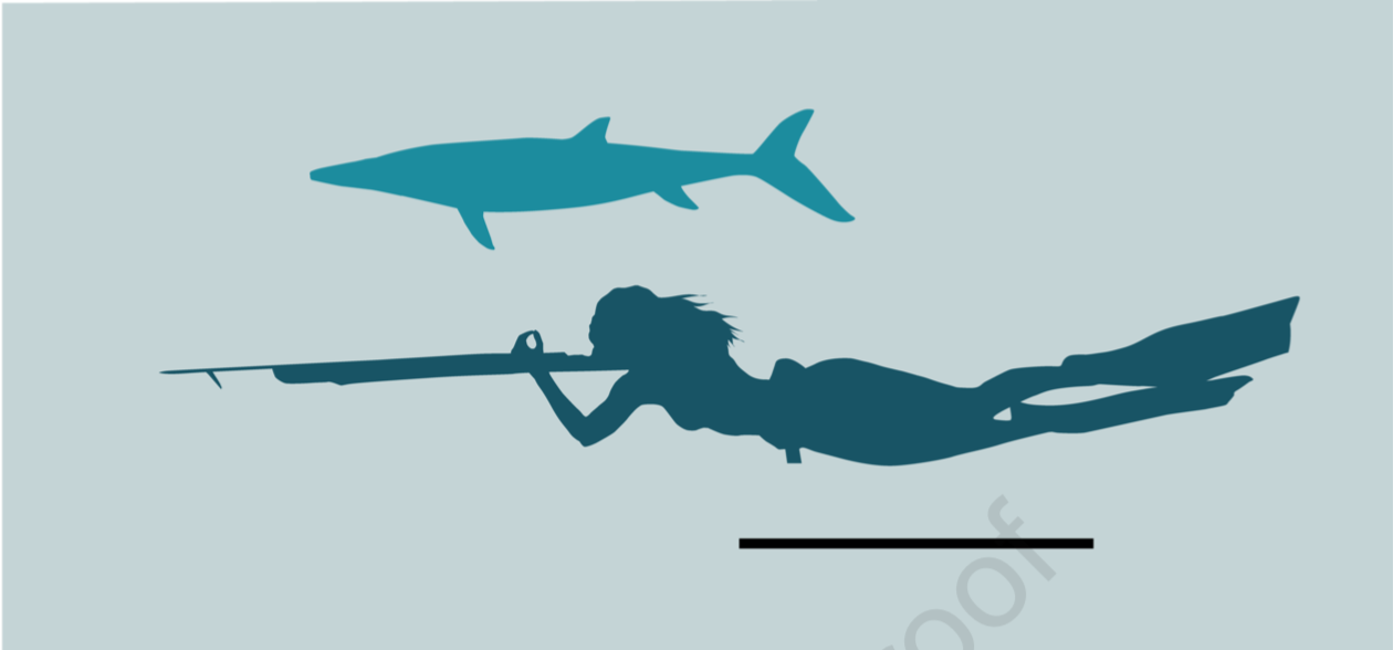 mosasauria _ 哔哩哔哩相簿