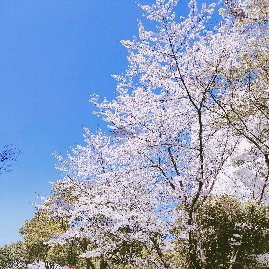 月別時 哔哩哔哩相簿