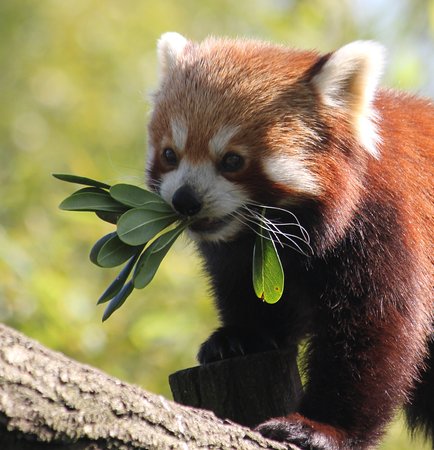 不是猫科而是小熊猫科的小熊猫(图为喜马拉雅小熊猫,此个体在法国zoo