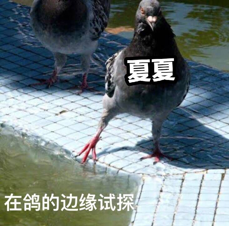 夏夏猫 哔哩哔哩相簿