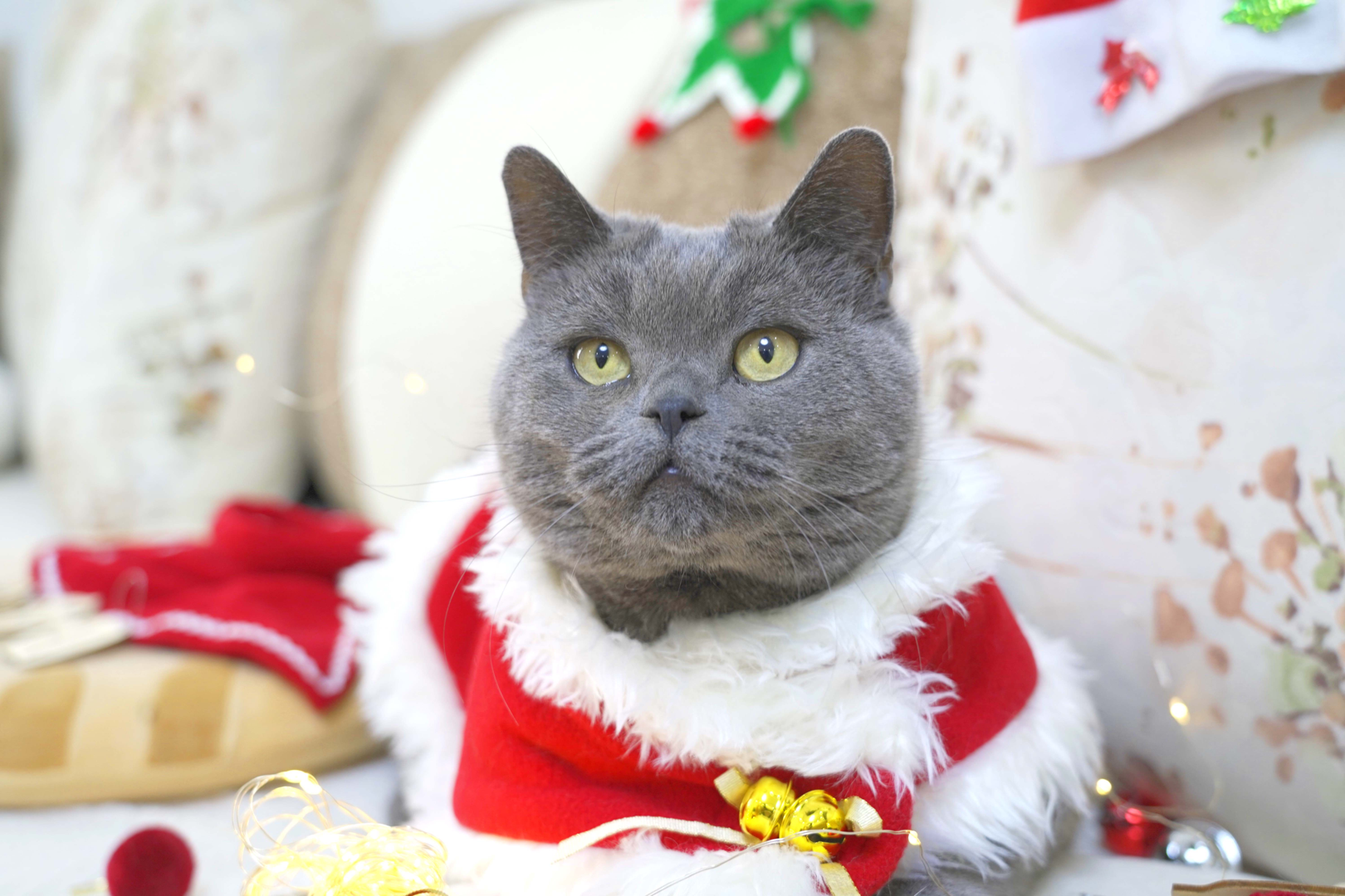 萌猫宝哥哥 _ 哔哩哔哩相簿