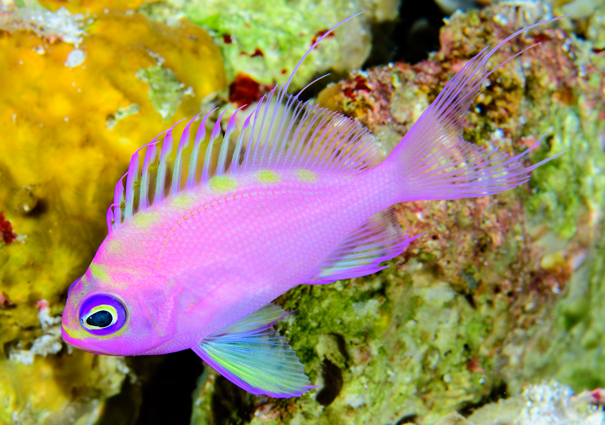 牙花鮨未描述种