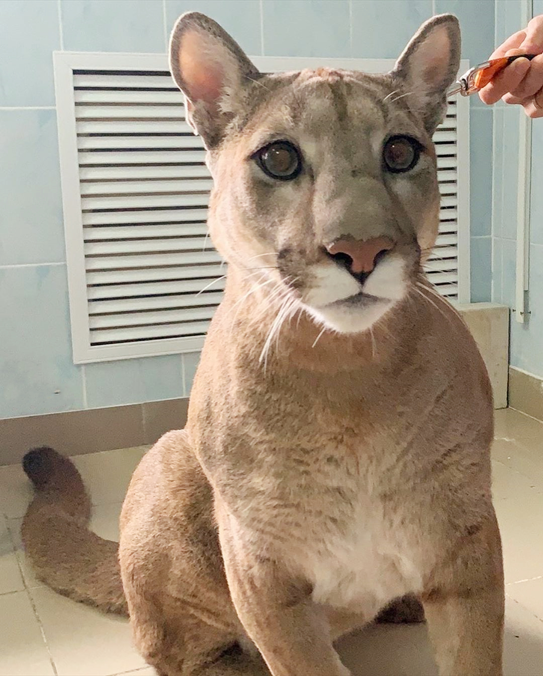 美洲狮梅西 _ 哔哩哔哩相簿