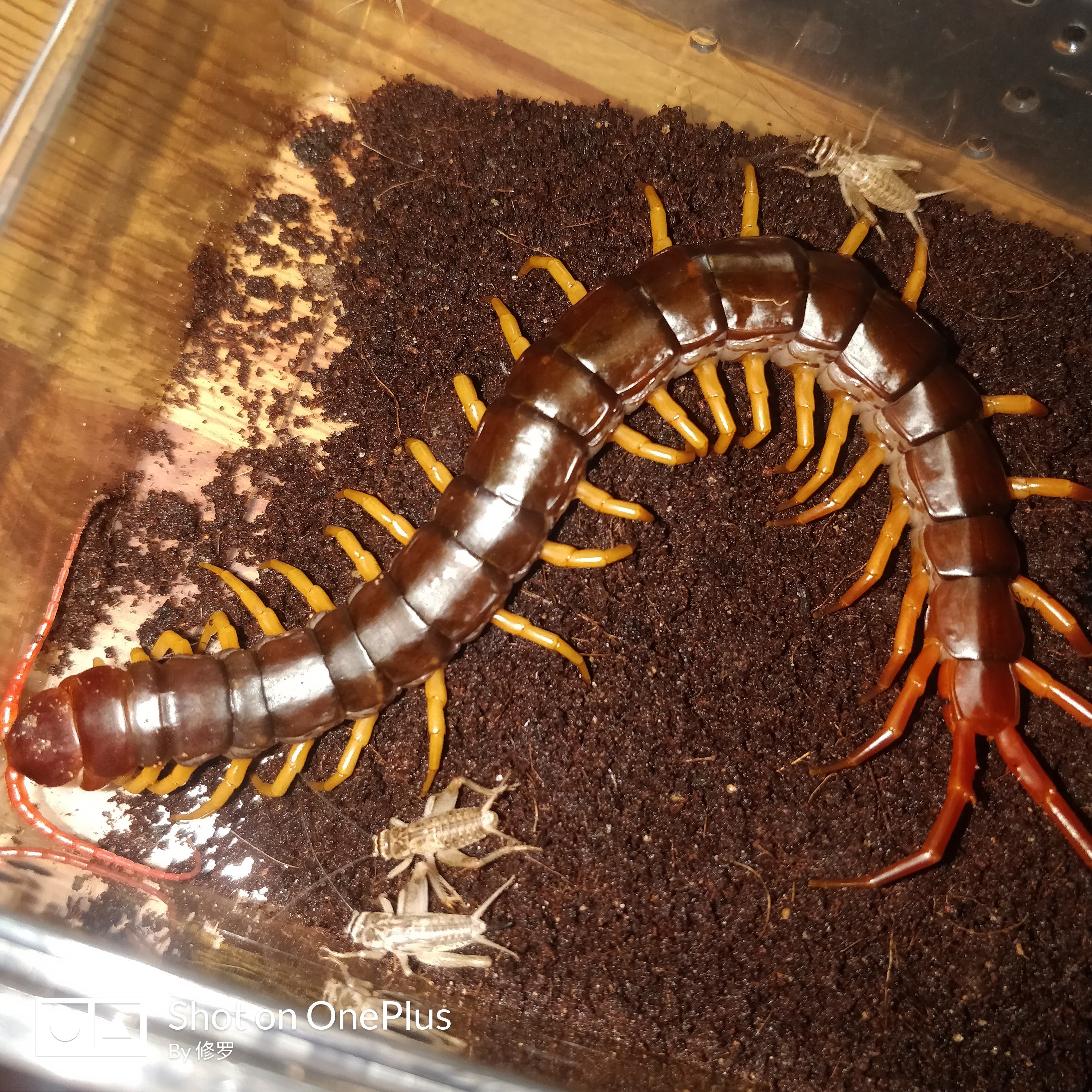 北纬三十度爬虫两栖馆