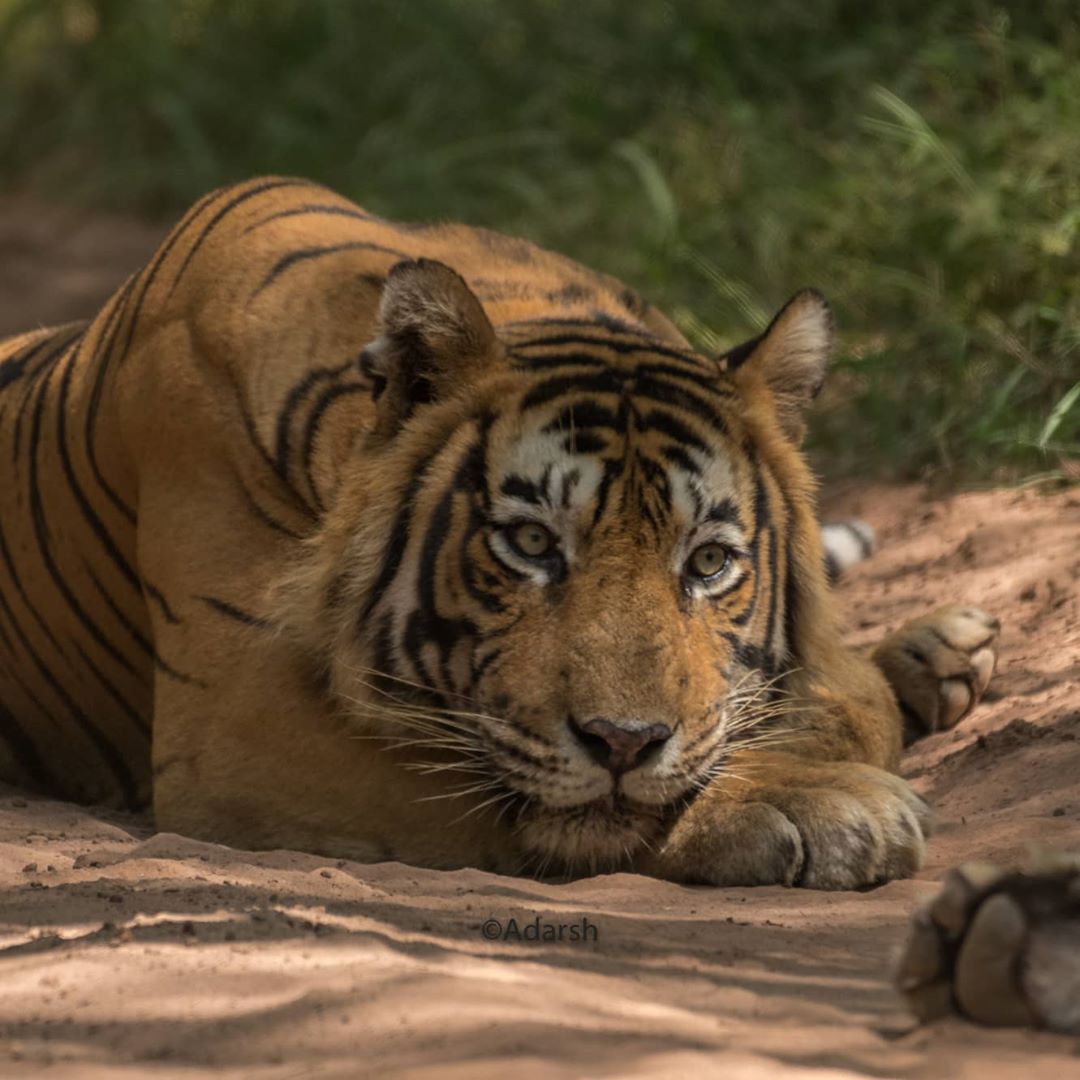 给你们送一些适合做壁纸的虎王图片!