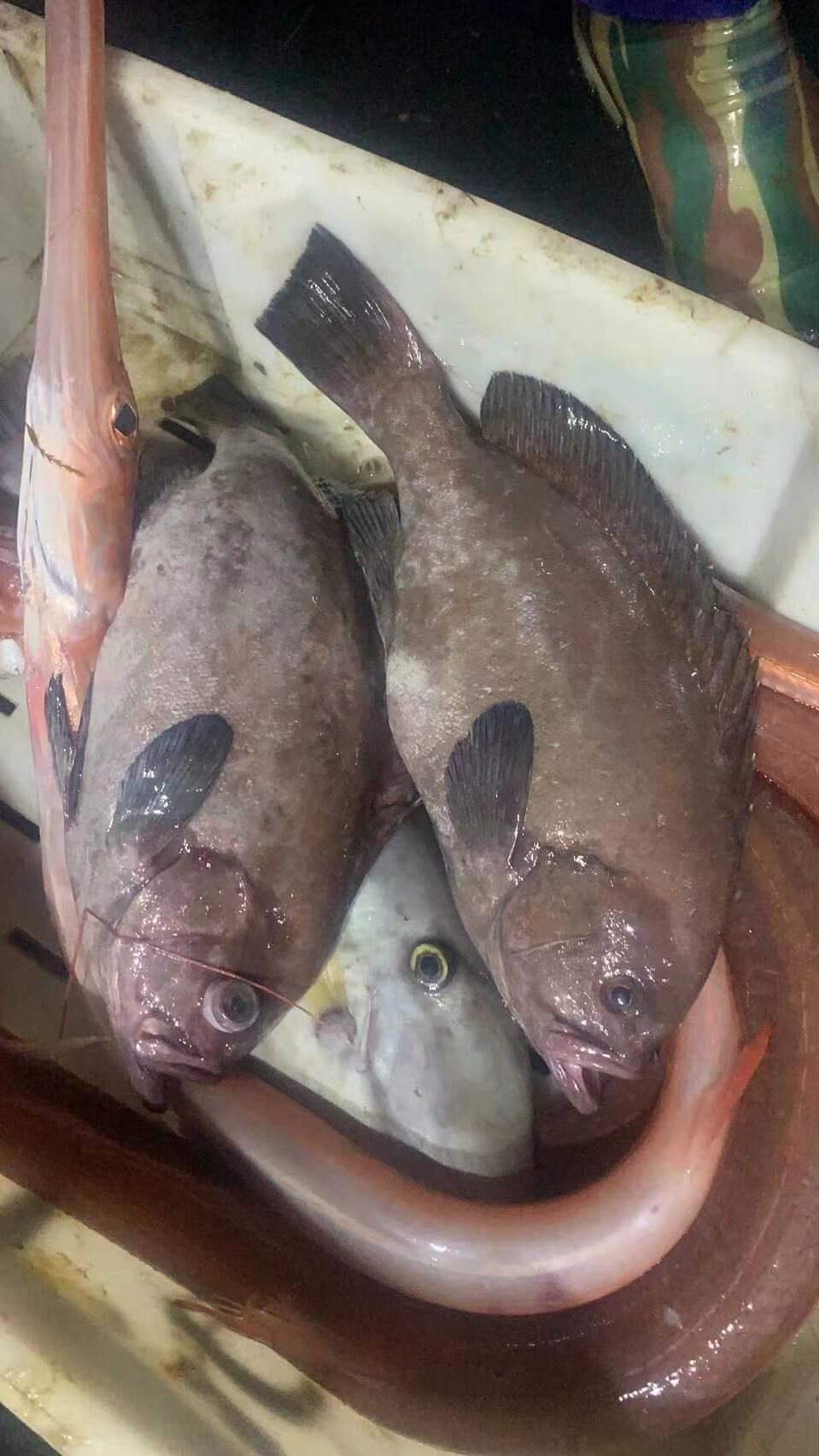 船上刚发来的照片[tv_斜眼笑]捕到两条稀有的鱼,巨美味的细鳞三棱鲈