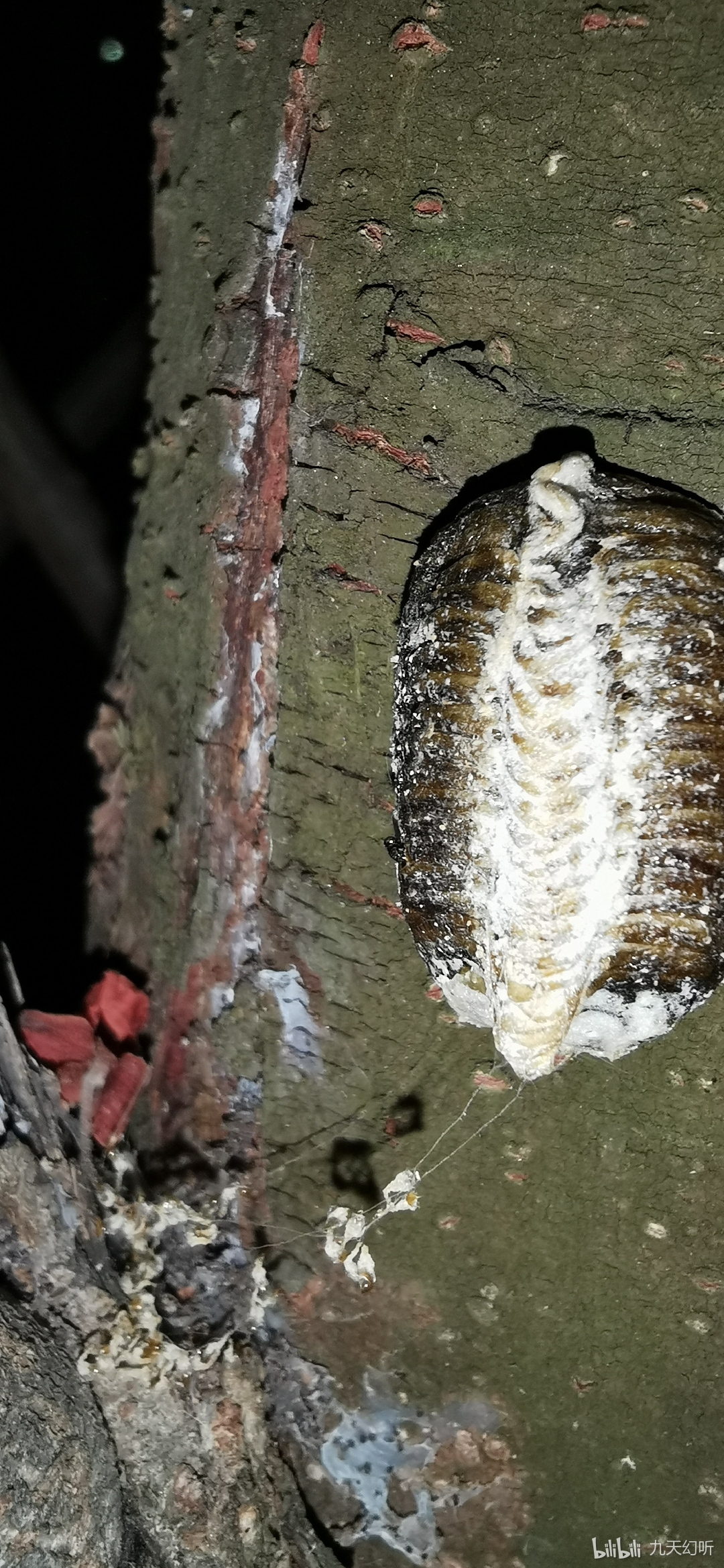 正在破蛹而出的螳小蜂,大家且看我怎么弄死他