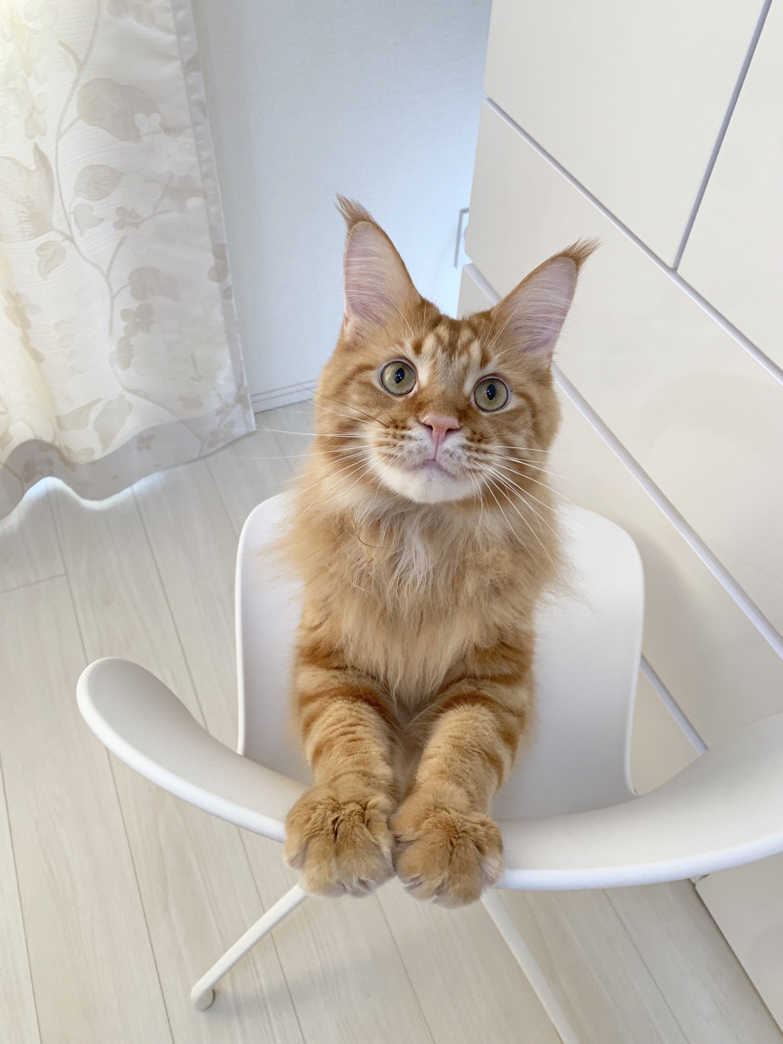 黄豆粉的卡姿兰大眼睛[原神_哇]