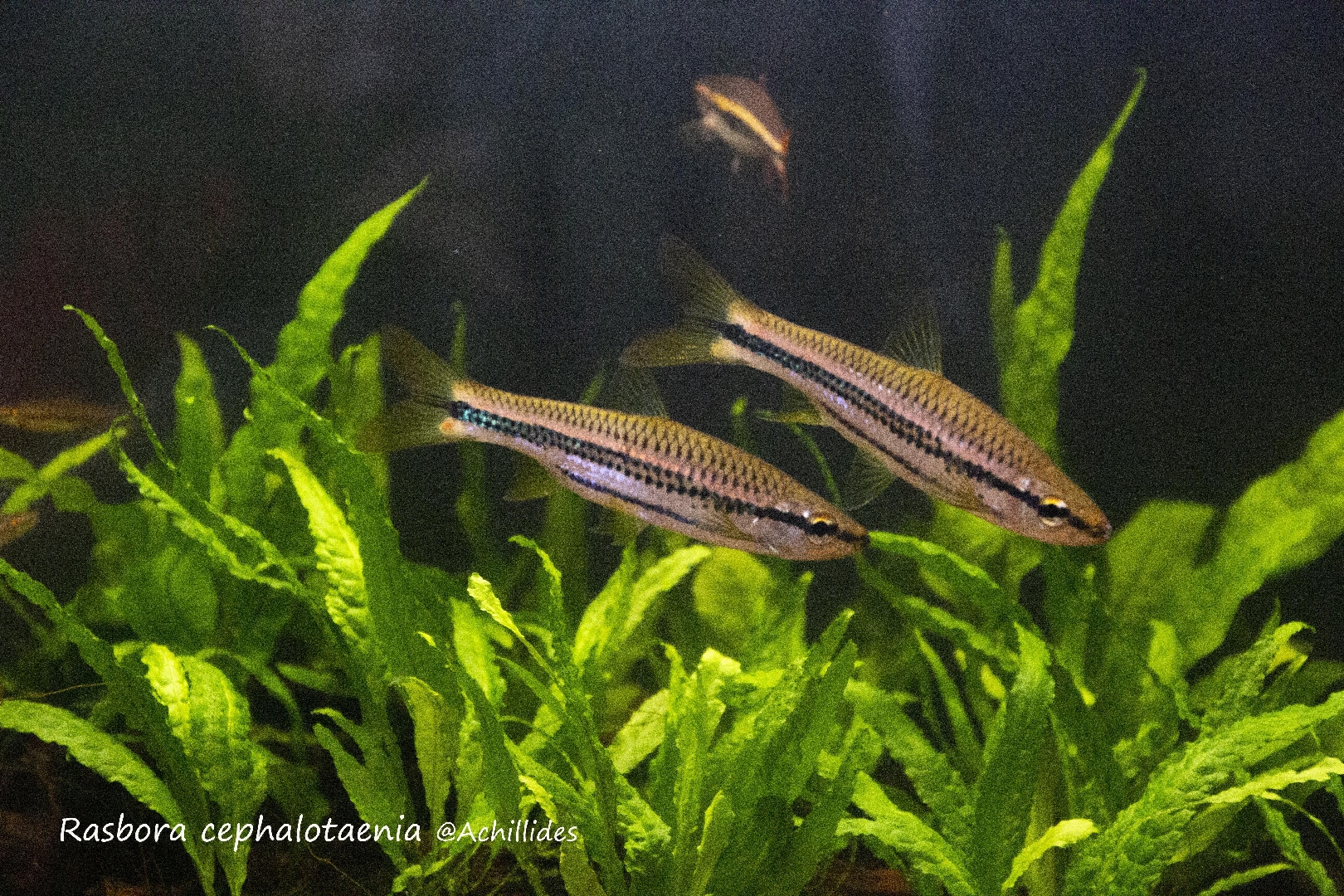 乌扬羽achillides _ 哔哩哔哩相簿