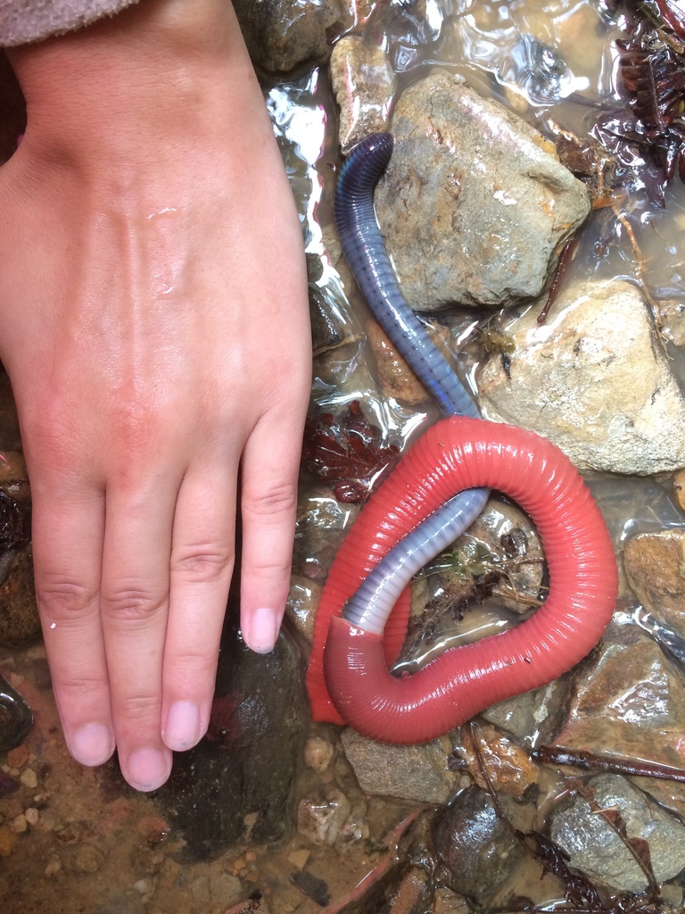 捕食蚯蚓的基纳巴卢巨红蛭(mimobdella buettikoferi)浏览:3618收藏:4