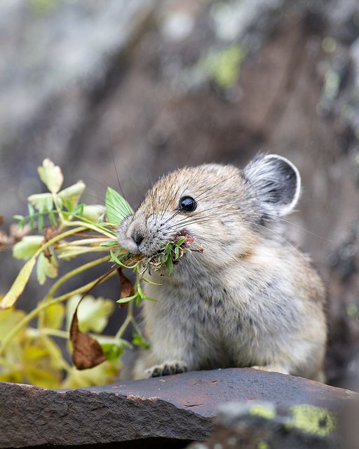 不是猫科而是小熊猫科的小熊猫(图为喜马拉雅小熊猫,此个体在法国zoo