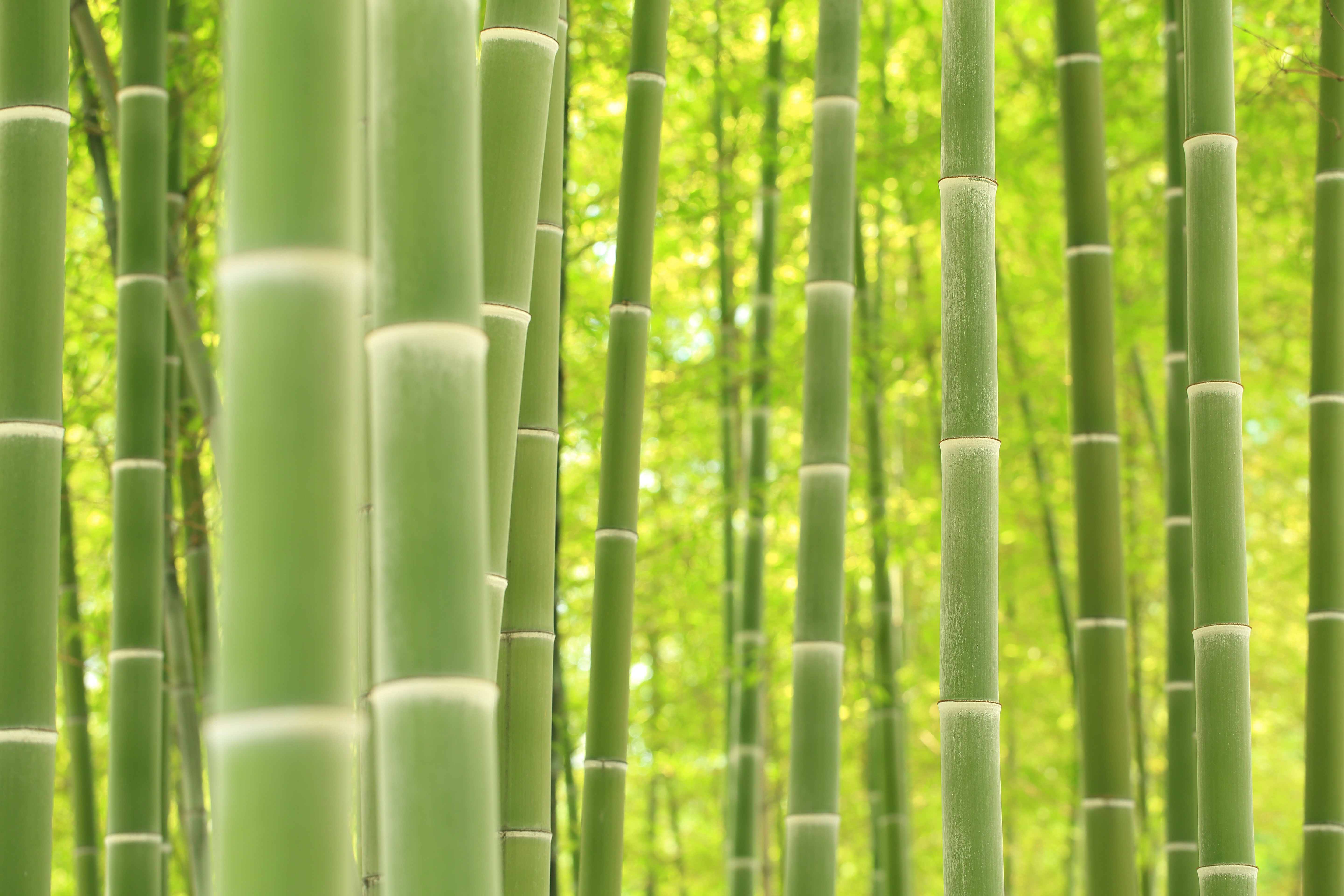 壁纸社画集 走红 原画质图 宽屏桌面适配