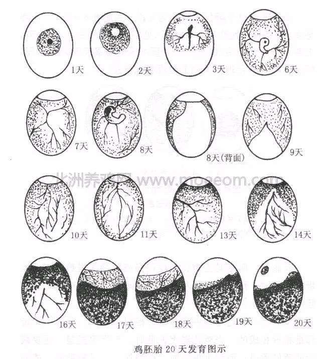 鹅蛋孵化各日龄照蛋图图片