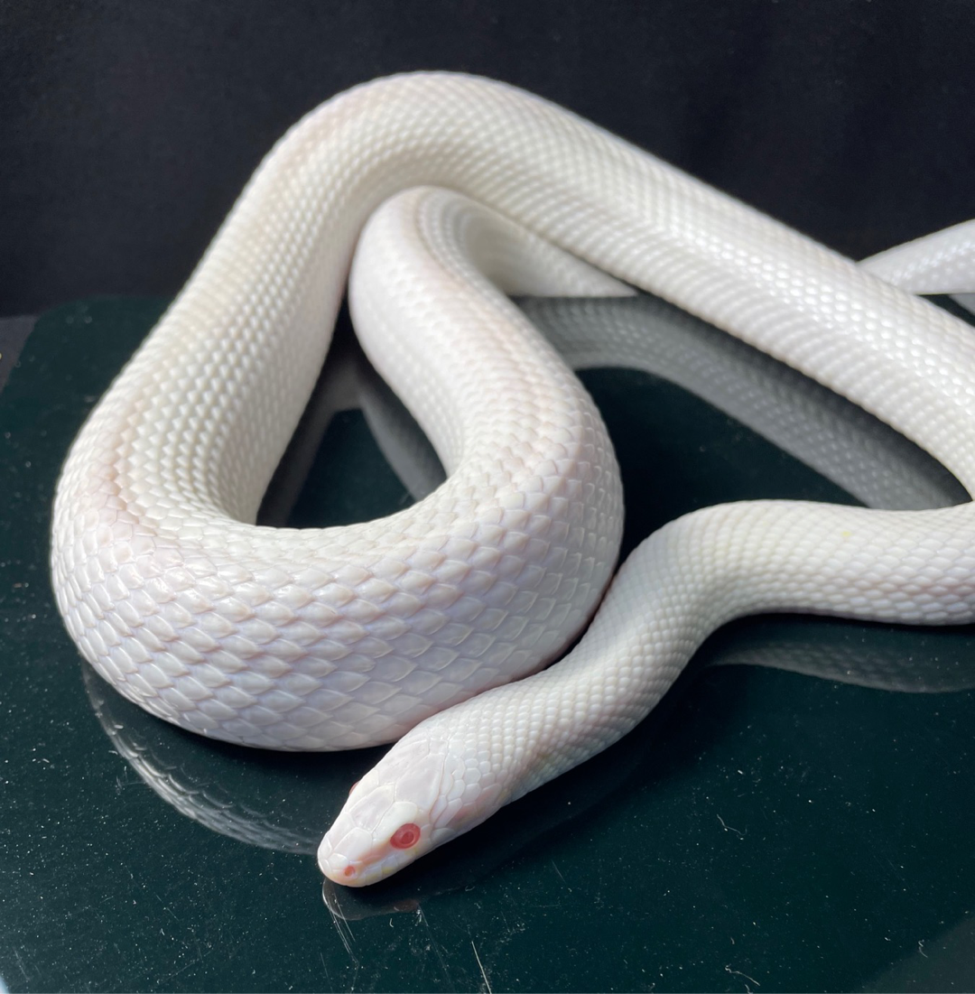 白色玉米蛇可爱照片图片