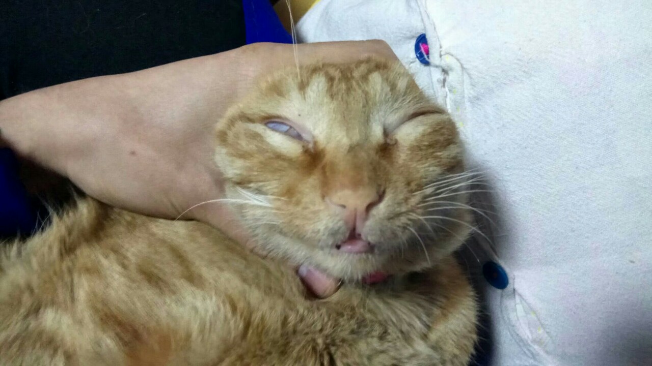 我的蠢猫离家出走了,这是第二只了,每次都是养到肥头大耳,当个宝一样