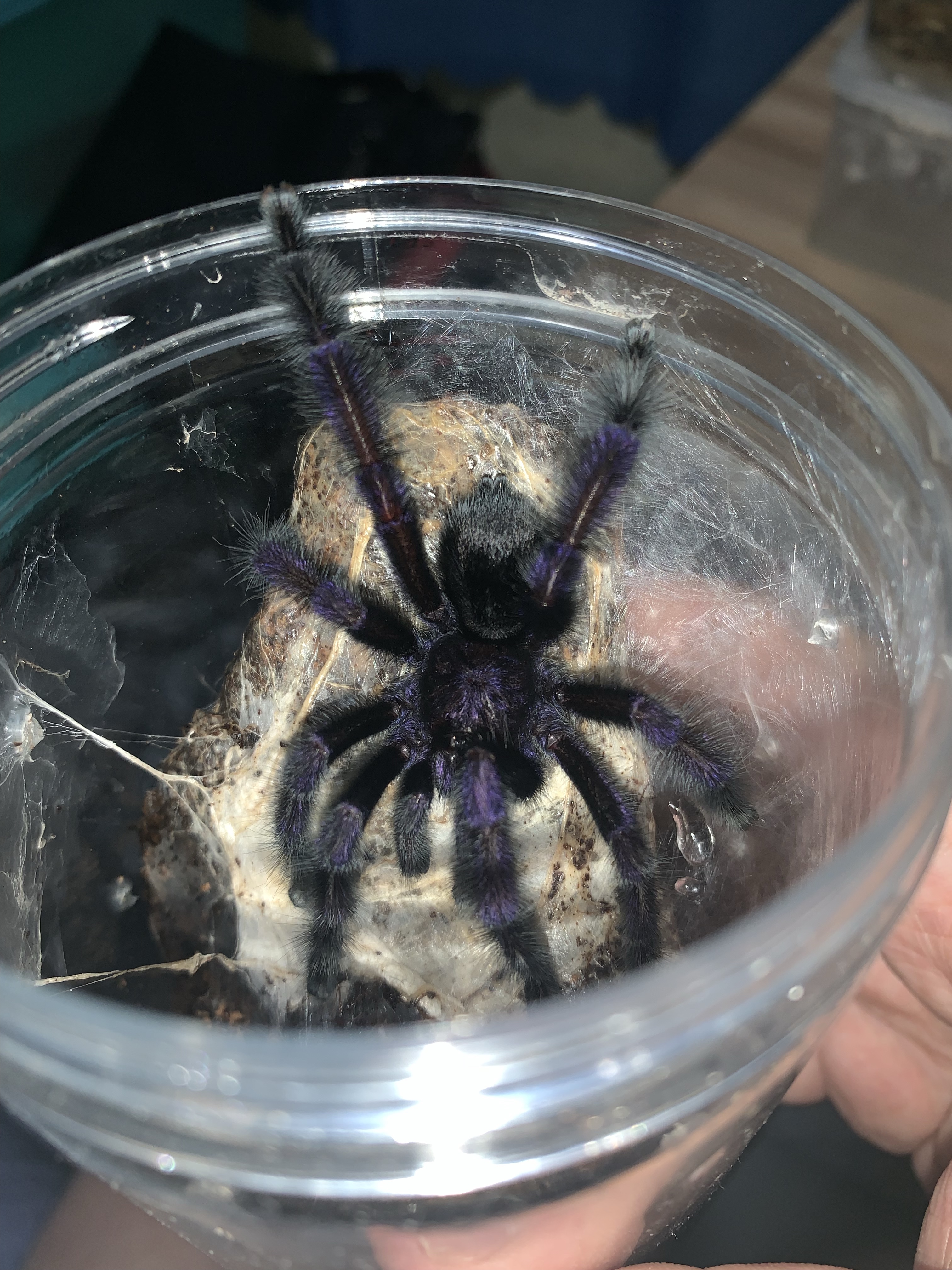 大屁股蜘蛛,厄瓜多尔紫粉趾～[微笑]