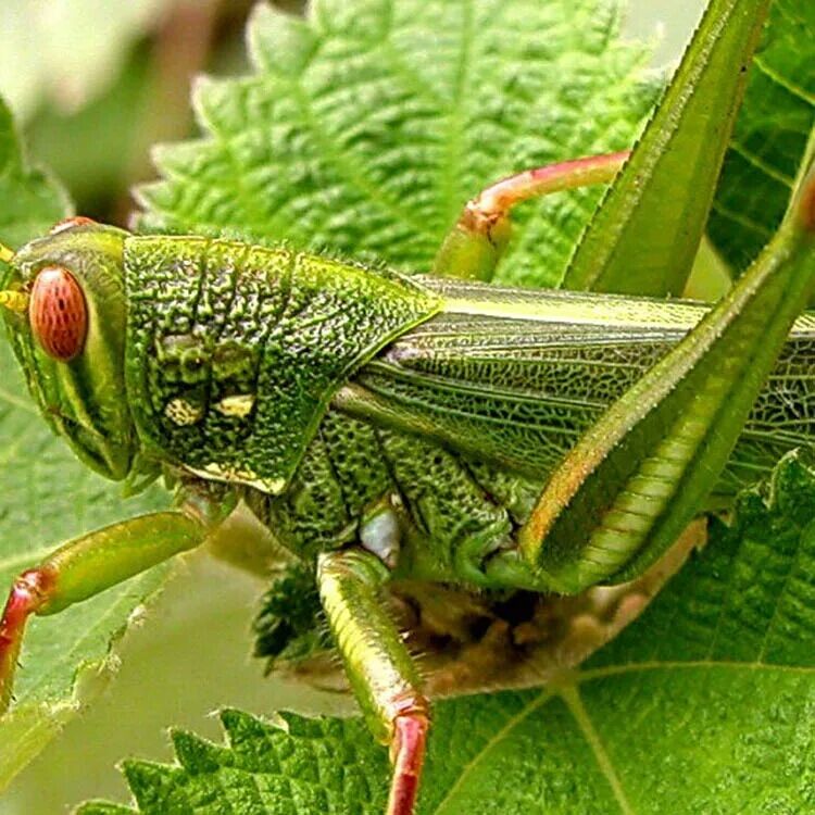 不可描述的白羽 _ 哔哩哔哩相簿