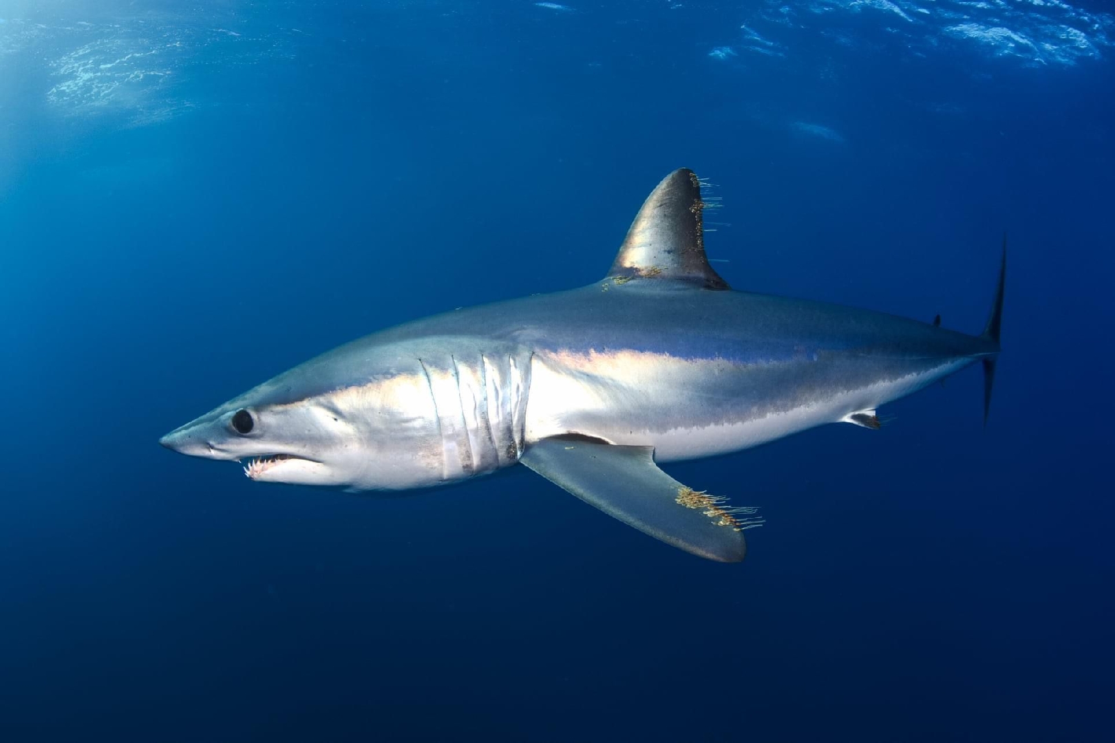 尖吻鲭鲨浏览:739收藏:0支持:24上传时间:2020-12-24 22:01:36