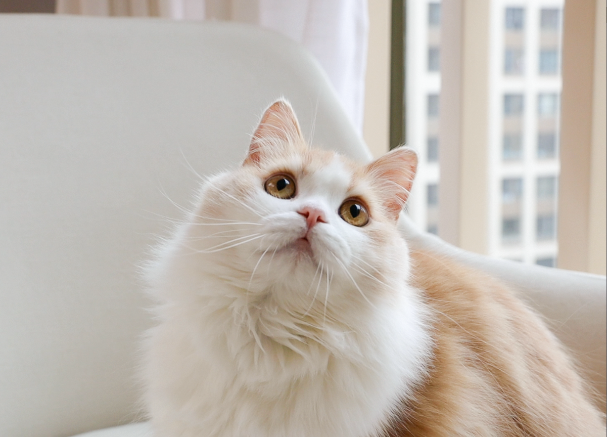 花花与三猫catlive _ 哔哩哔哩相簿