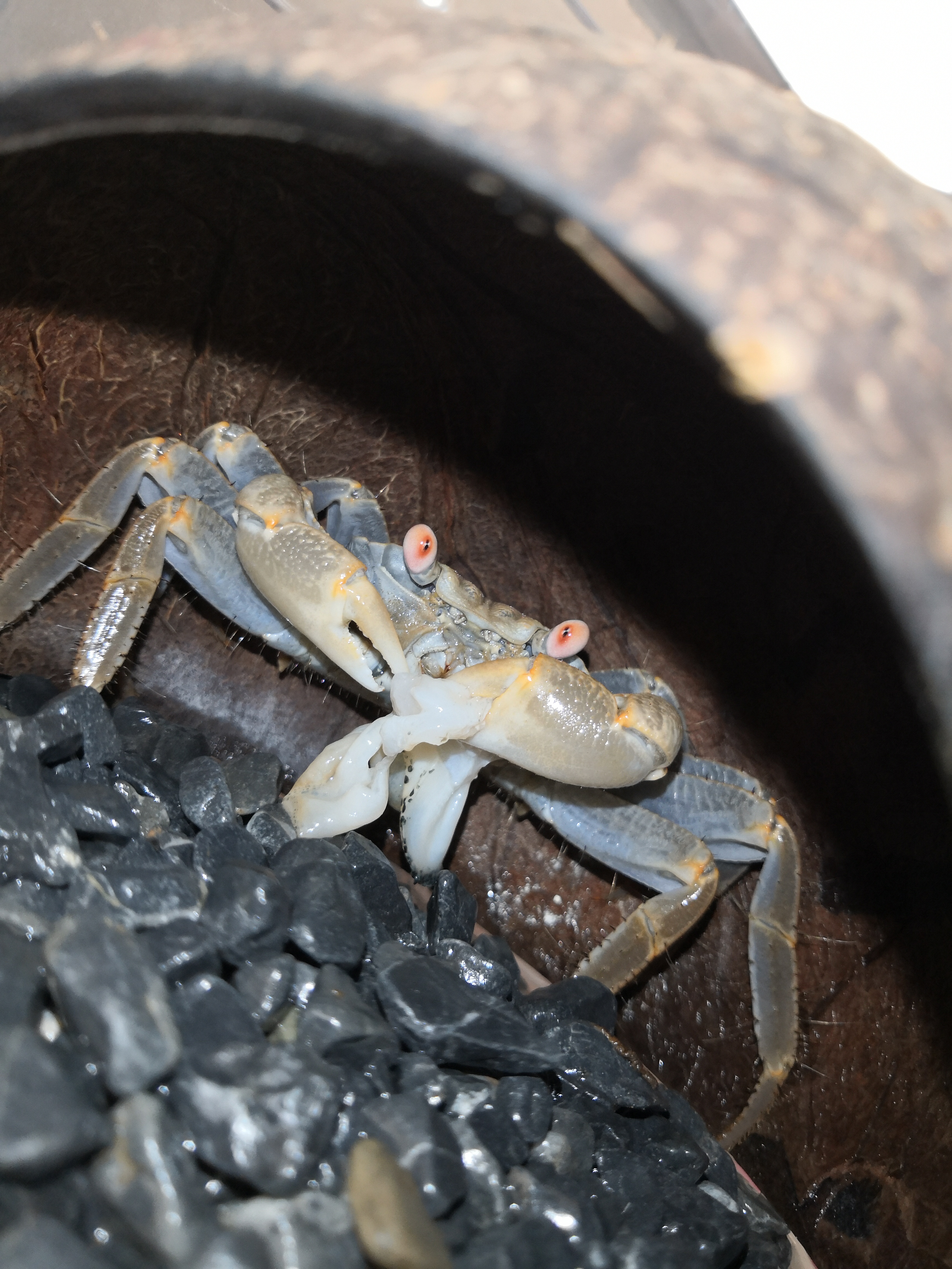 十多天没回来这货变黄了,给它喂了一坨环沟嵌线螺的肉