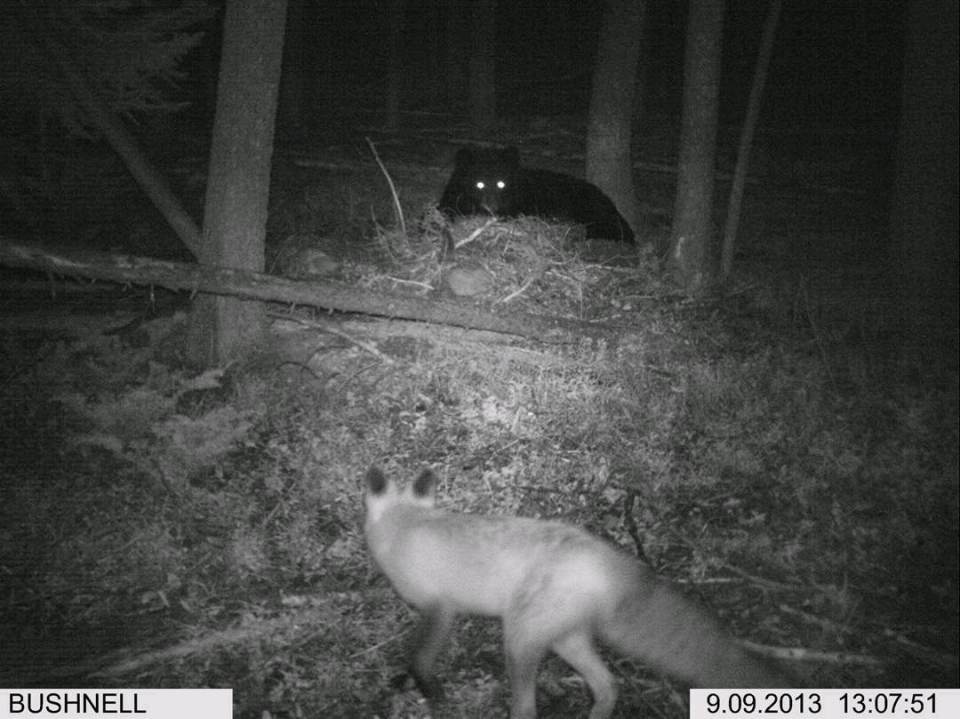 森林之歌の 哔哩哔哩相簿