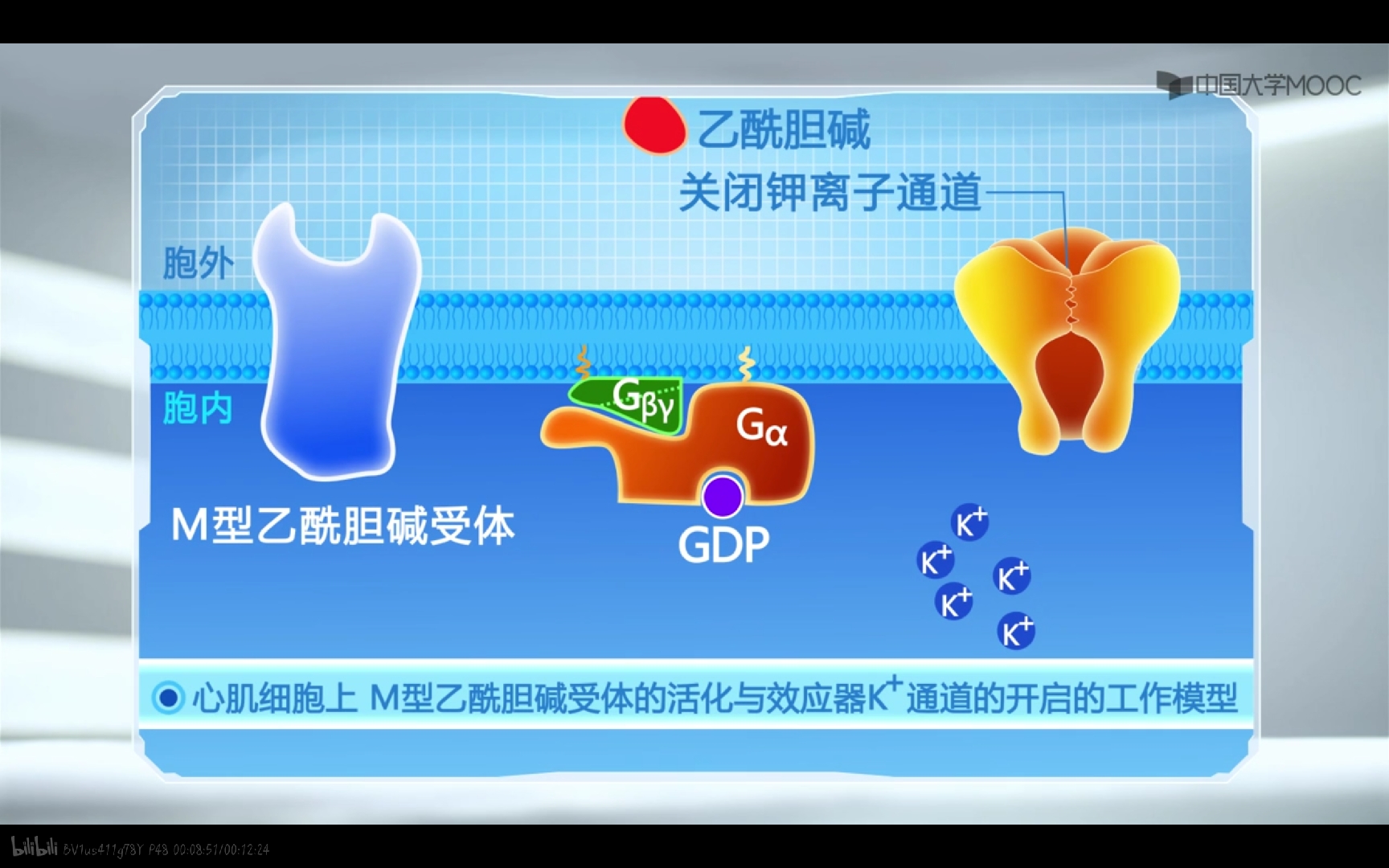 gpcr所介导的细胞信号通路 模型——心肌细胞上m型乙酰胆碱受体的