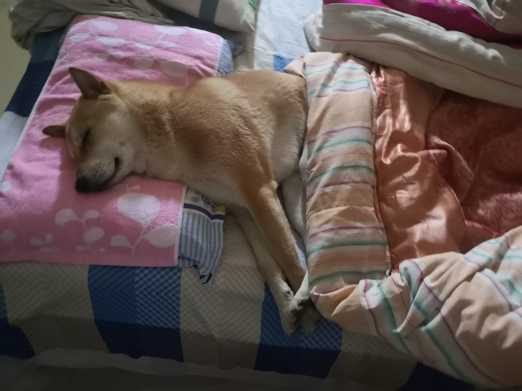 田园犬大壮