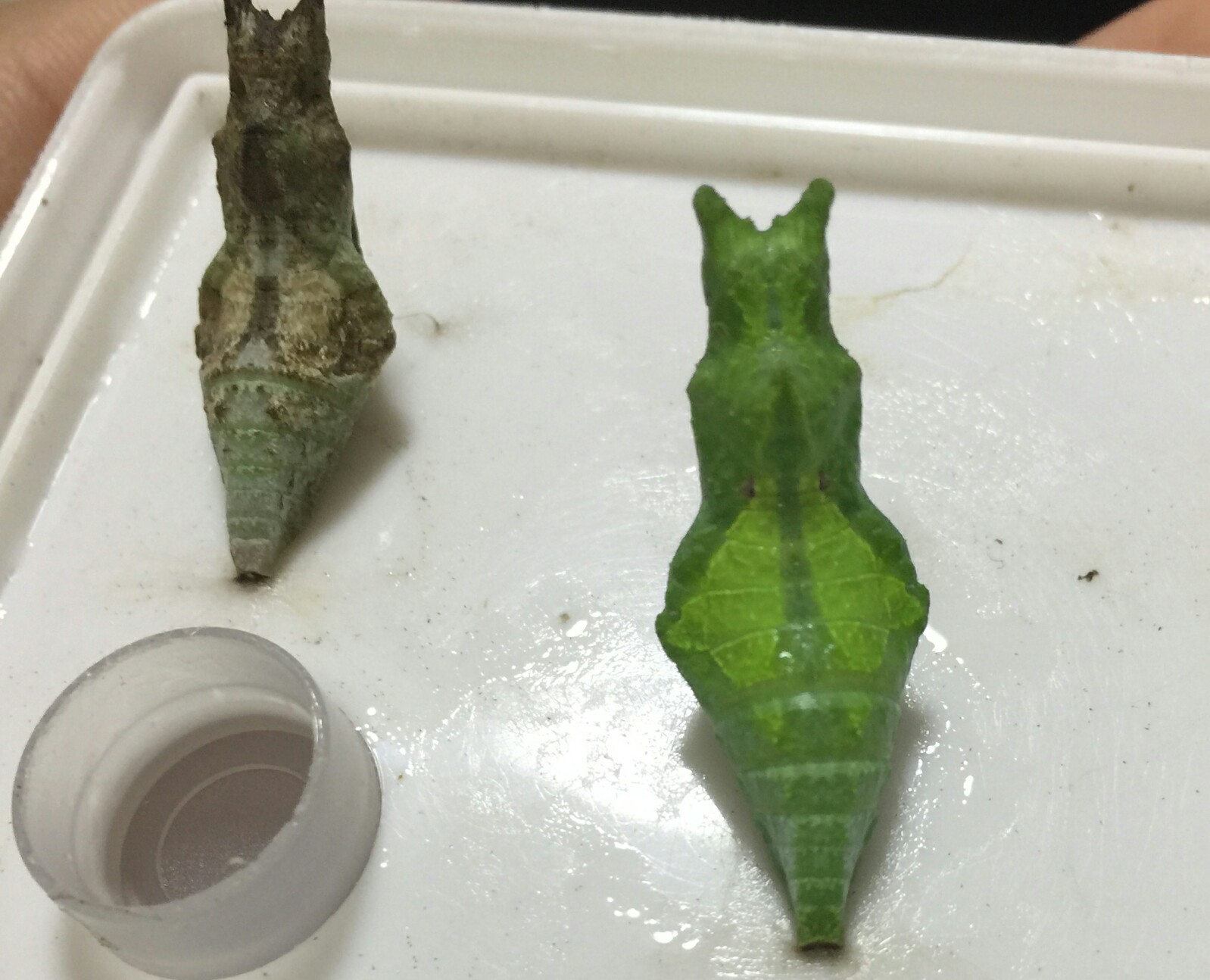 柑橘凤蝶蛹浏览:17收藏:0支持:1上传时间:2018-09-23 22:23:05日常