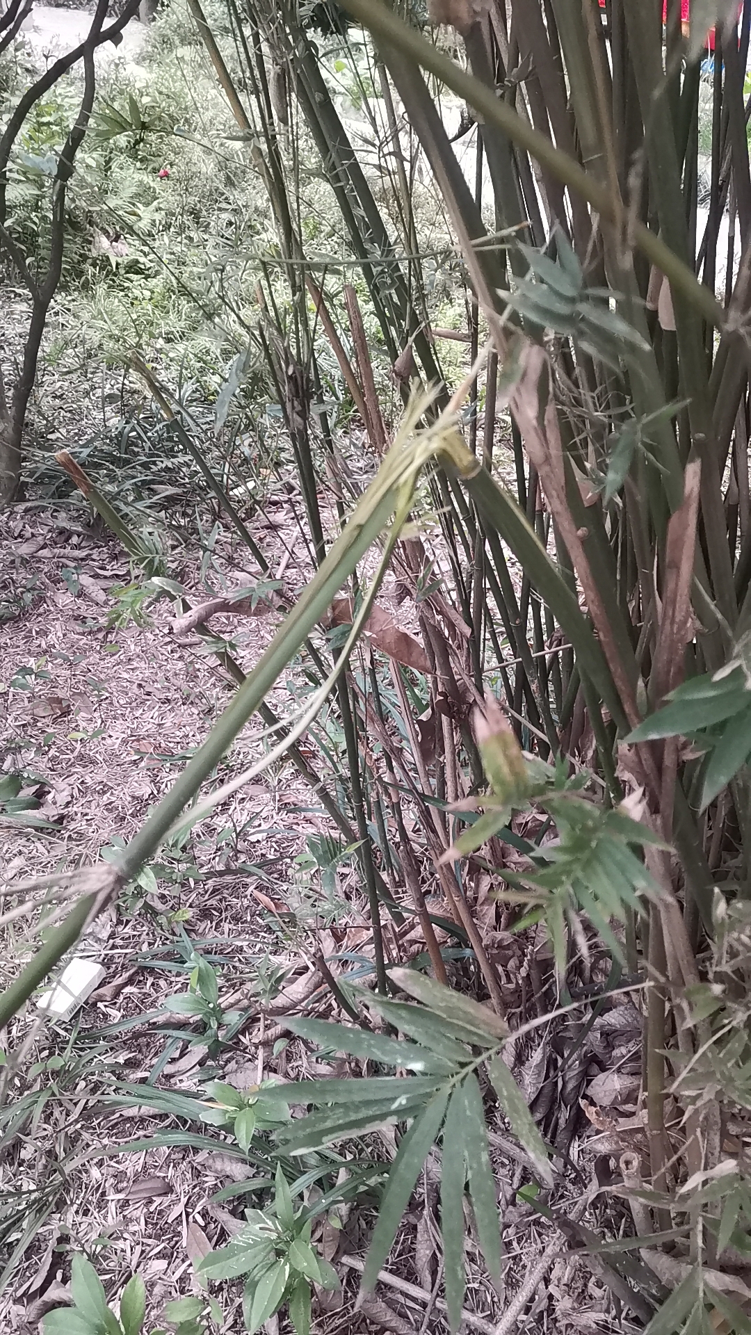 用泥丸10发就断了中指粗的竹子,用钢珠一发就行