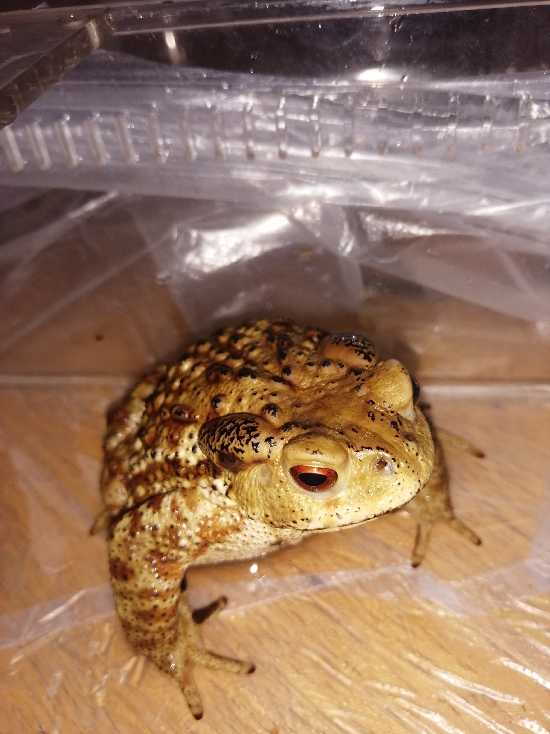 中华很多了 要不要再入个海蟾什么的浏览:79收藏:0支持:4上传时间