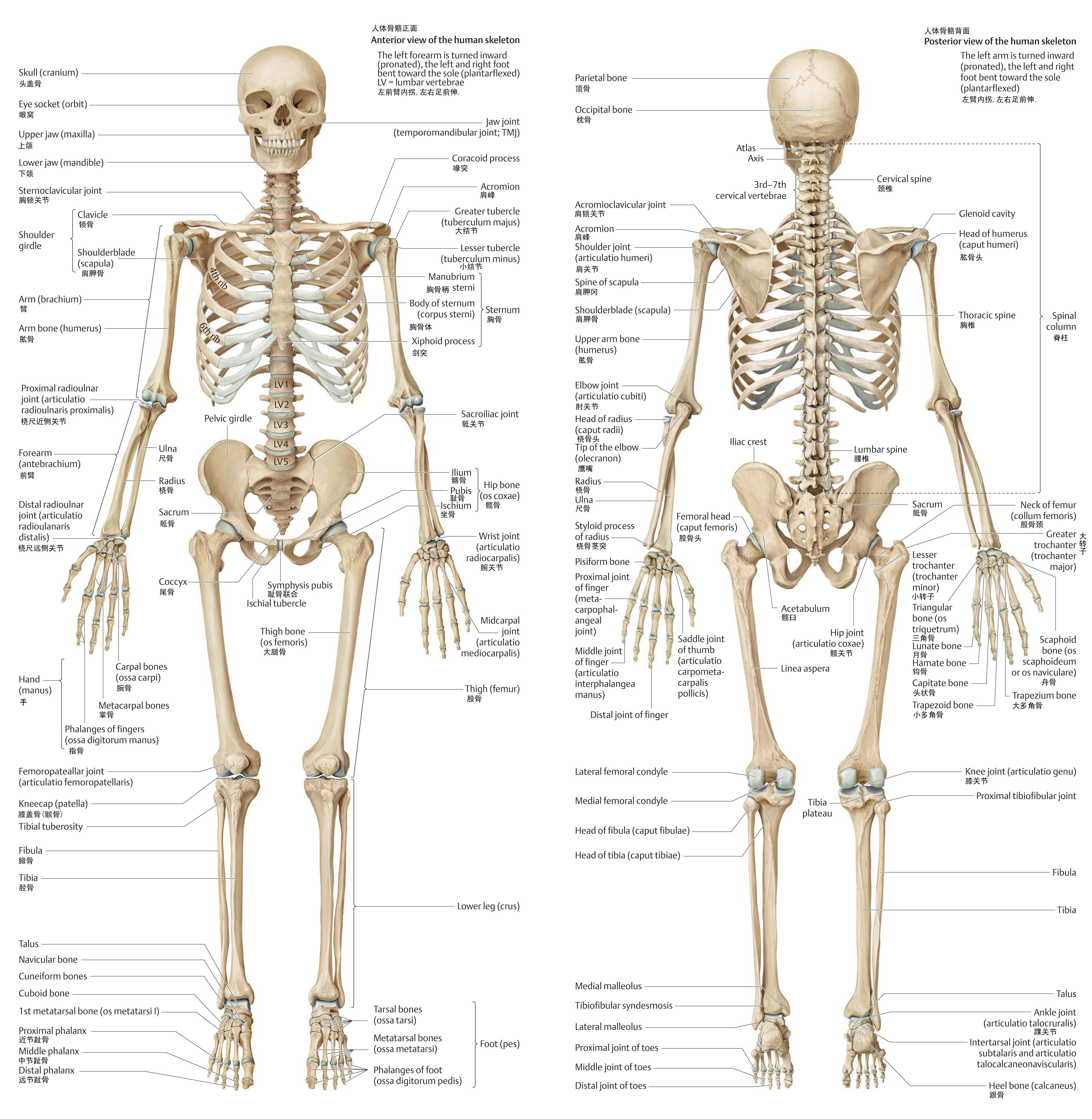 高清人体全身骨骼挂图(双语)